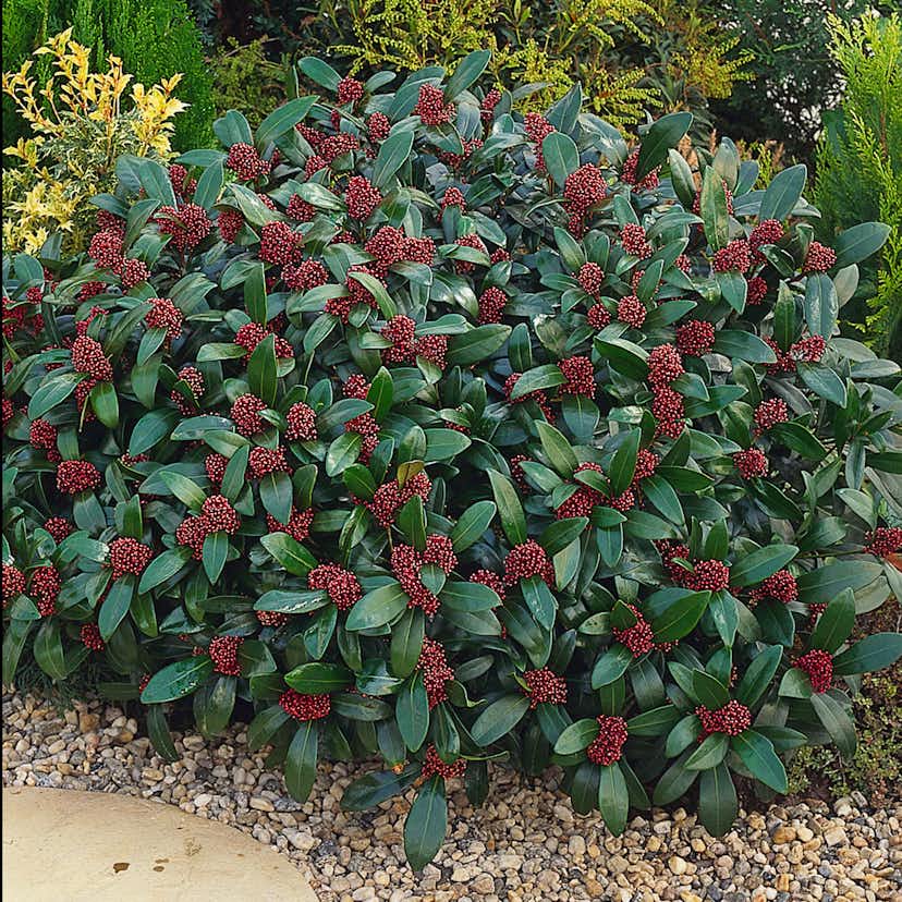 Prydnadsbuske Omnia Garden Vinterbär