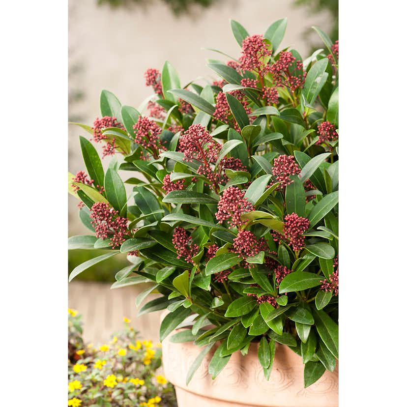 Prydnadsbuske Omnia Garden Vinterbär