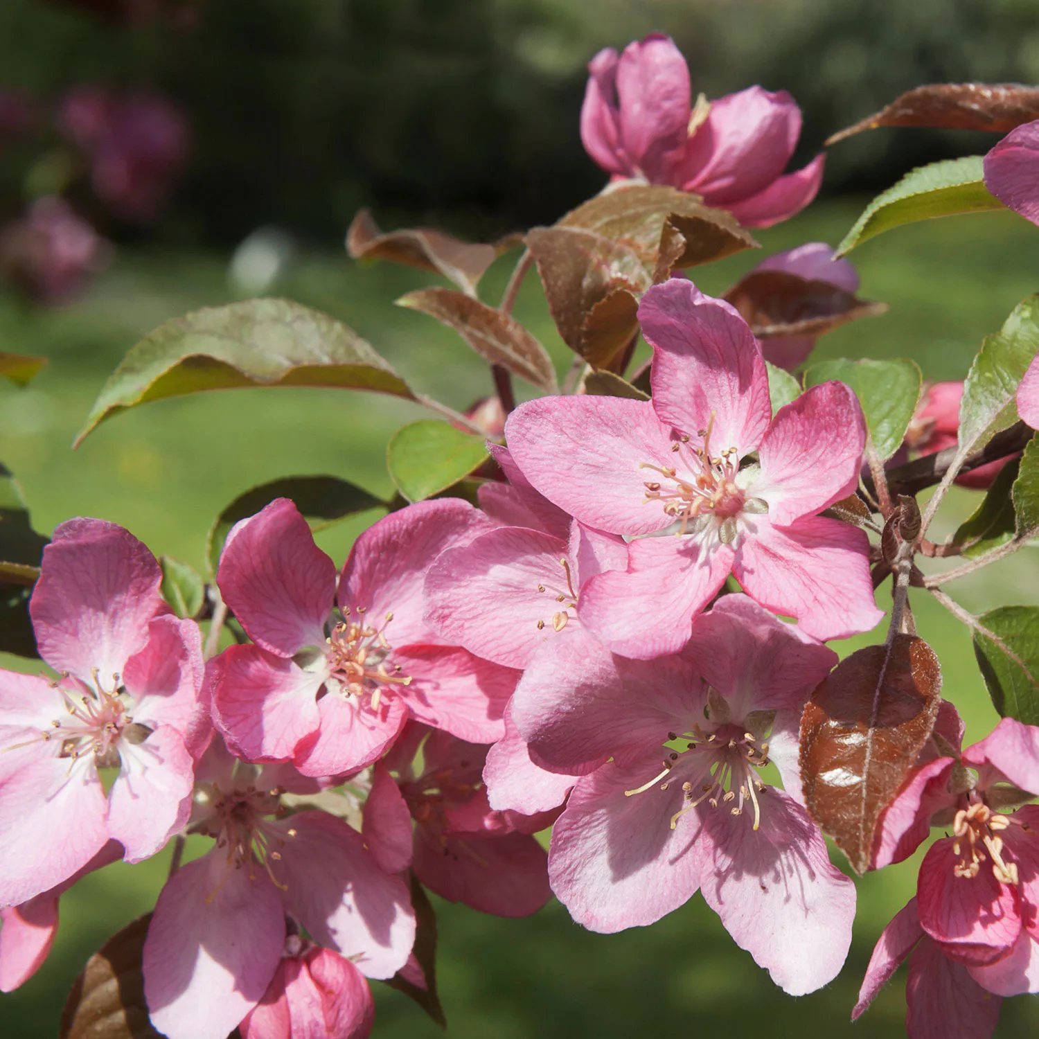Prydnadsträd Apel Omnia Garden Pink Spires