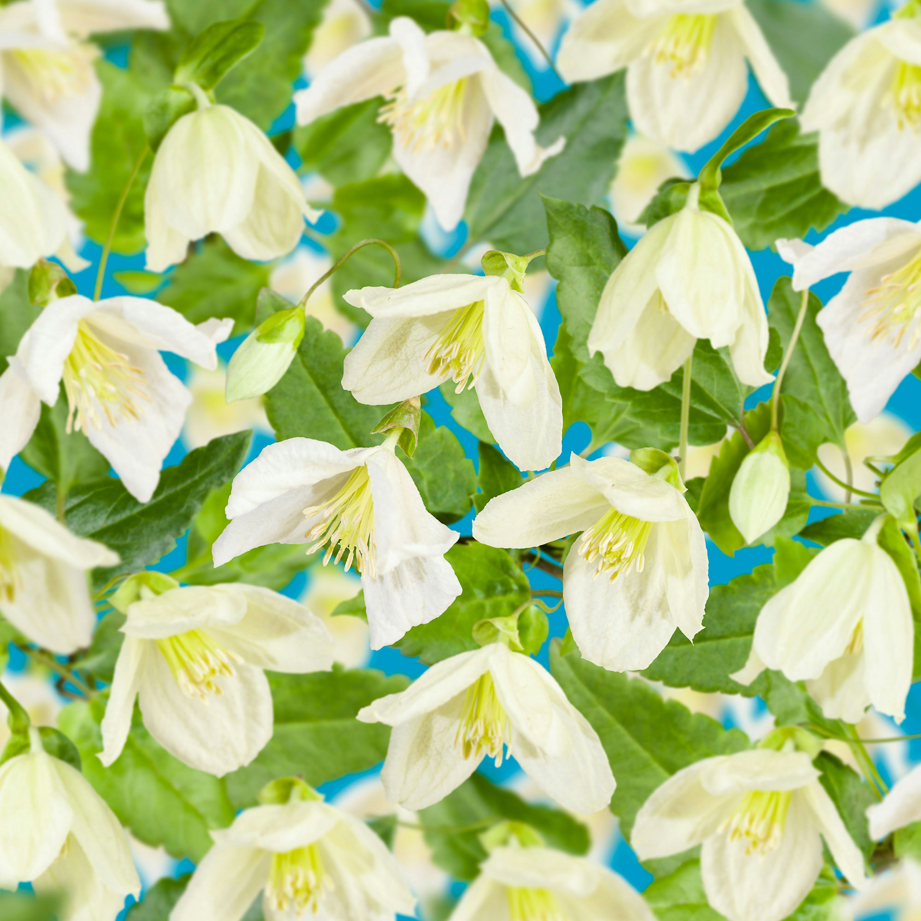 Klätterväxt Vintergrön Klematis Omnia Garden Jingle Bells 40-60 cm