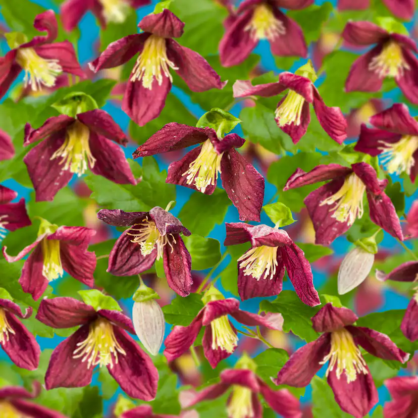 Klätterväxt Vintergrön Klematis Omnia Garden Landsdowne Gem 40-60 cm