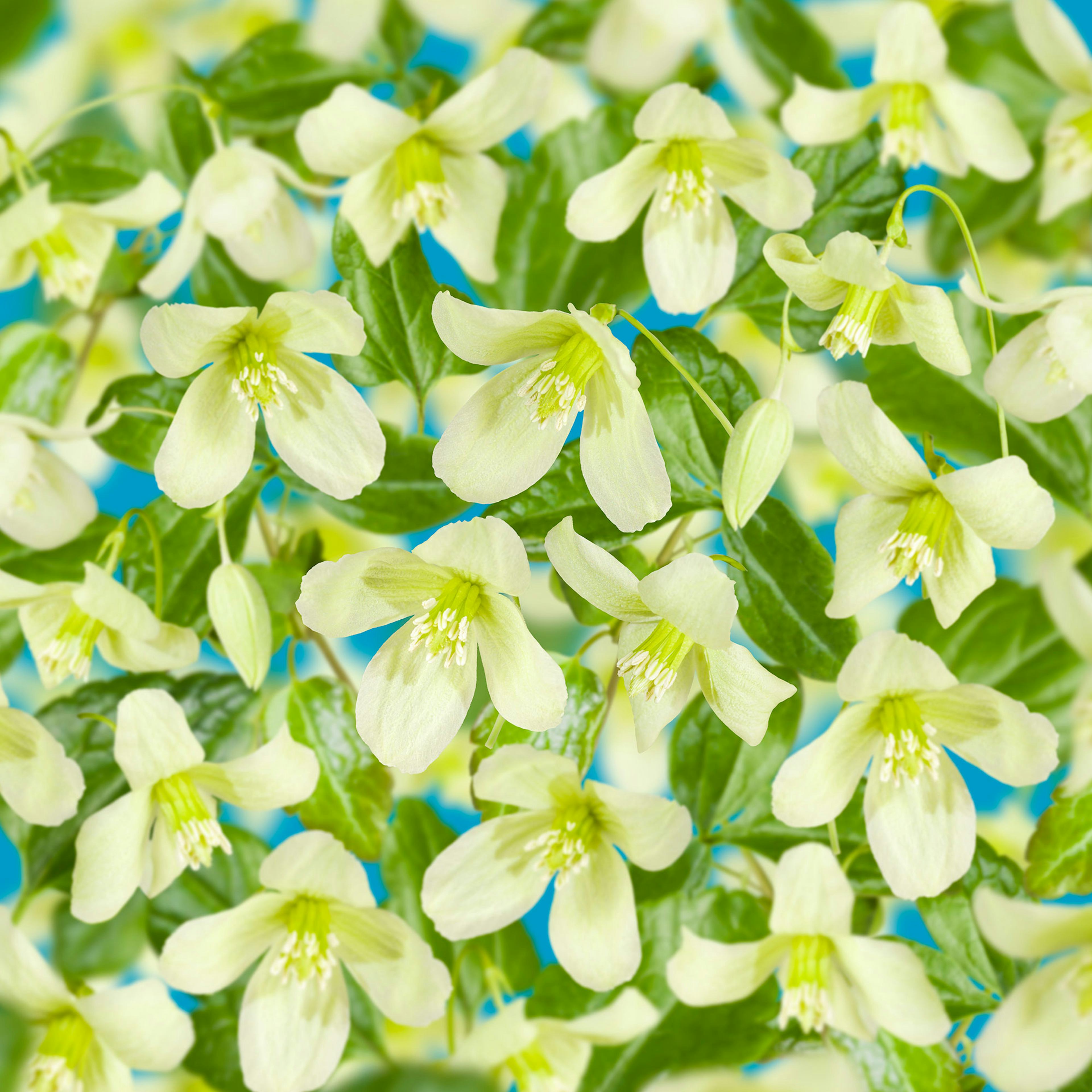 Klätterväxt Vintergrön Klematis Omnia Garden Wisley Cream 40-60 cm