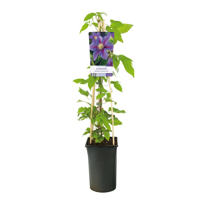 Klätterväxt Storblommig Vippklematis Omnia Garden 40-60 cm