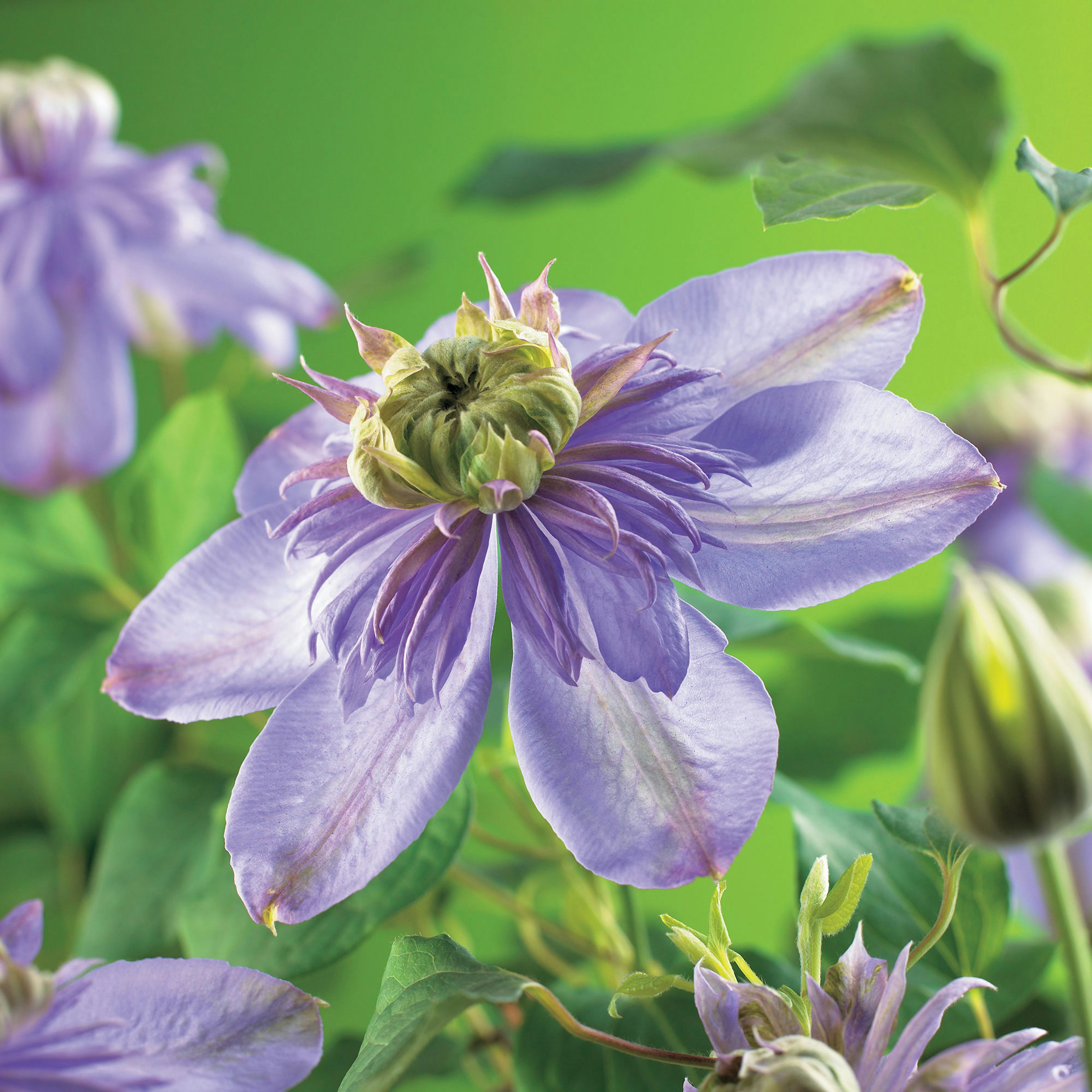 Klätterväxt Tidig Storblommig Klematis Omnia Garden Blue Light 40-60 cm