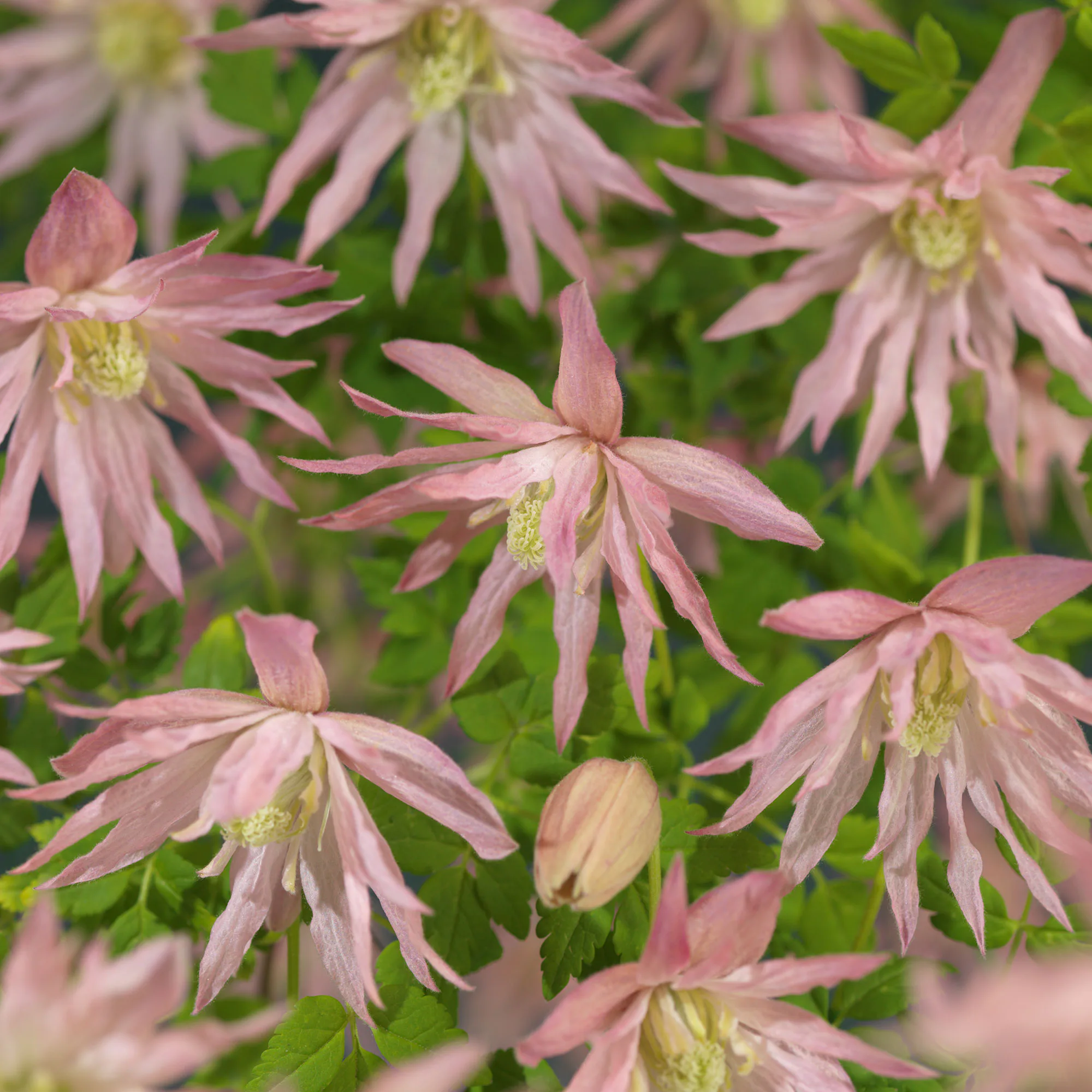 Klätterväxt Klematis Omnia Garden Country Rose 40-60 cm