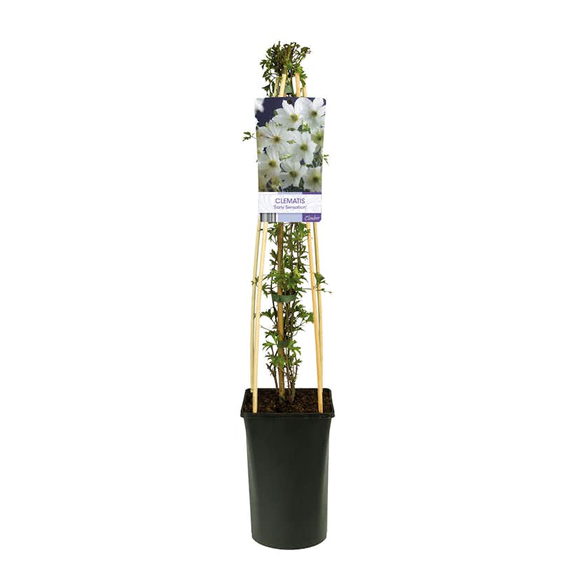 Klätterväxt Klematis Omnia Garden Early Sensation 40-60 cm