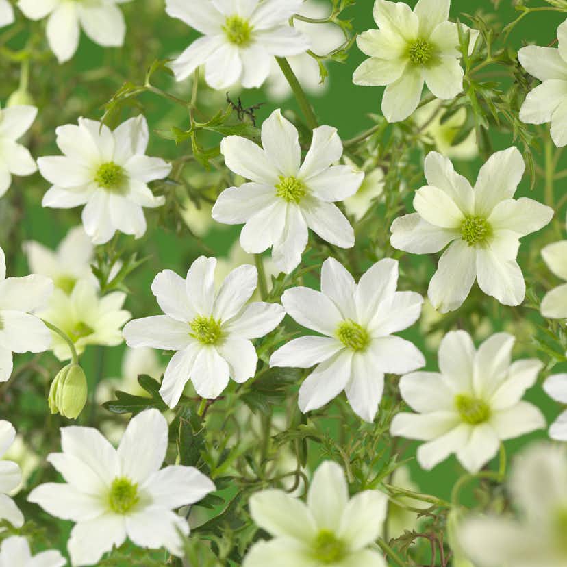 Klätterväxt Klematis Omnia Garden Early Sensation 40-60 cm