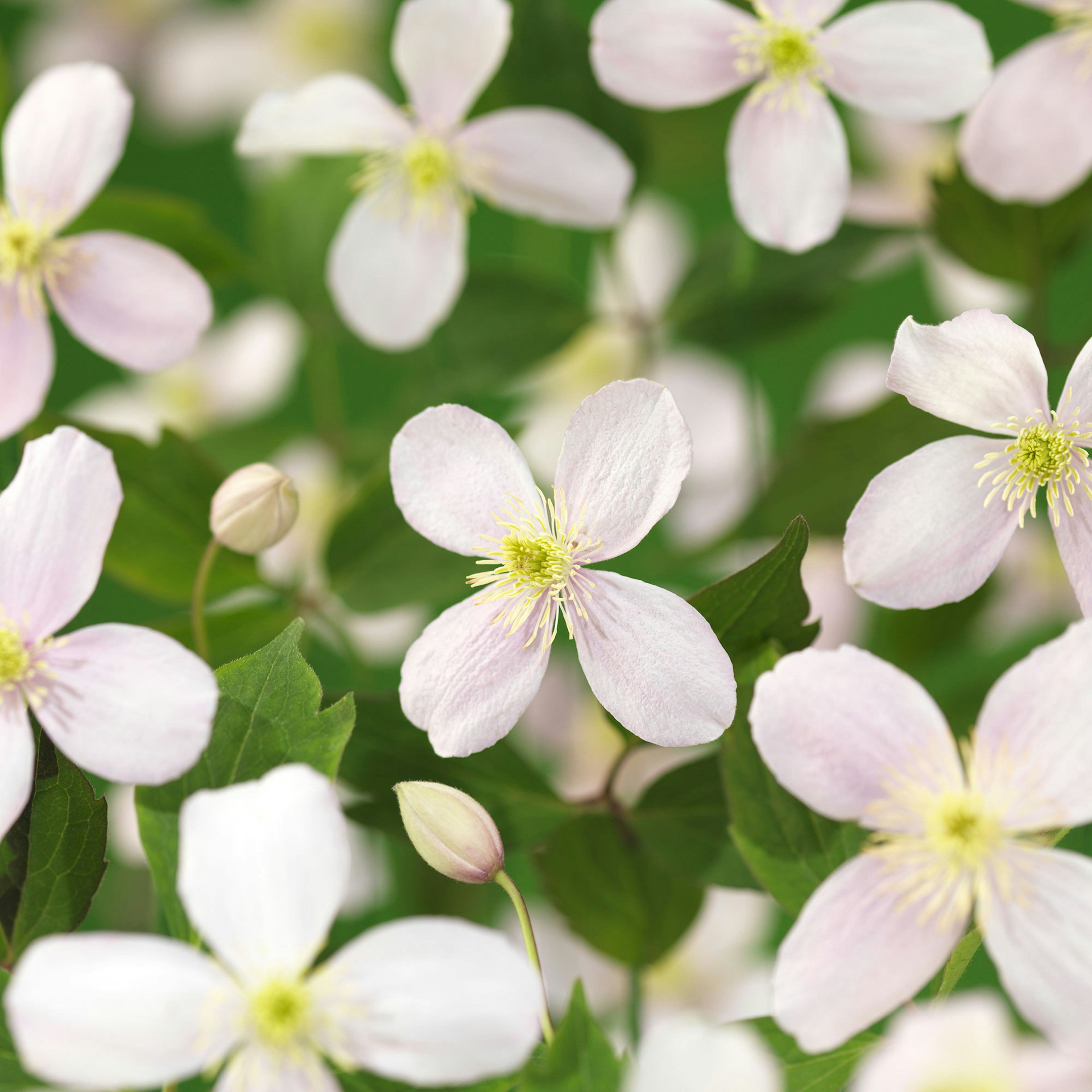 Klätterväxt Bergklematis Omnia Garden Fragrant Spring 40-60 cm