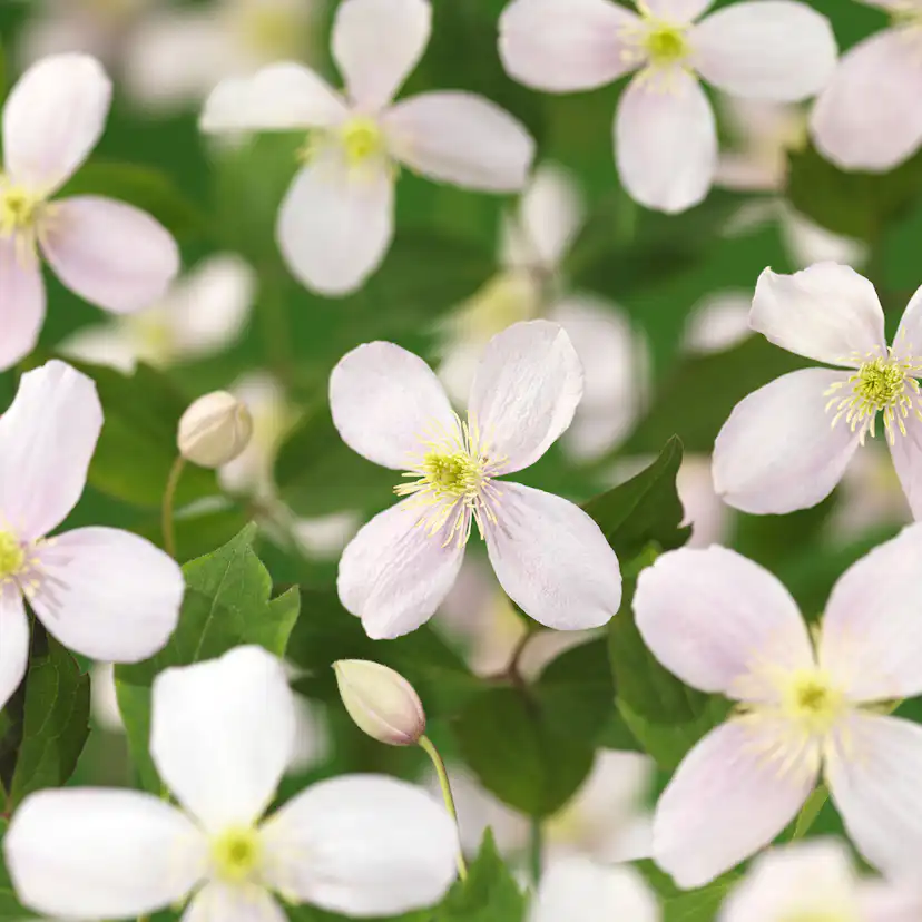 Klätterväxt Bergklematis Omnia Garden Fragrant Spring 40-60 cm