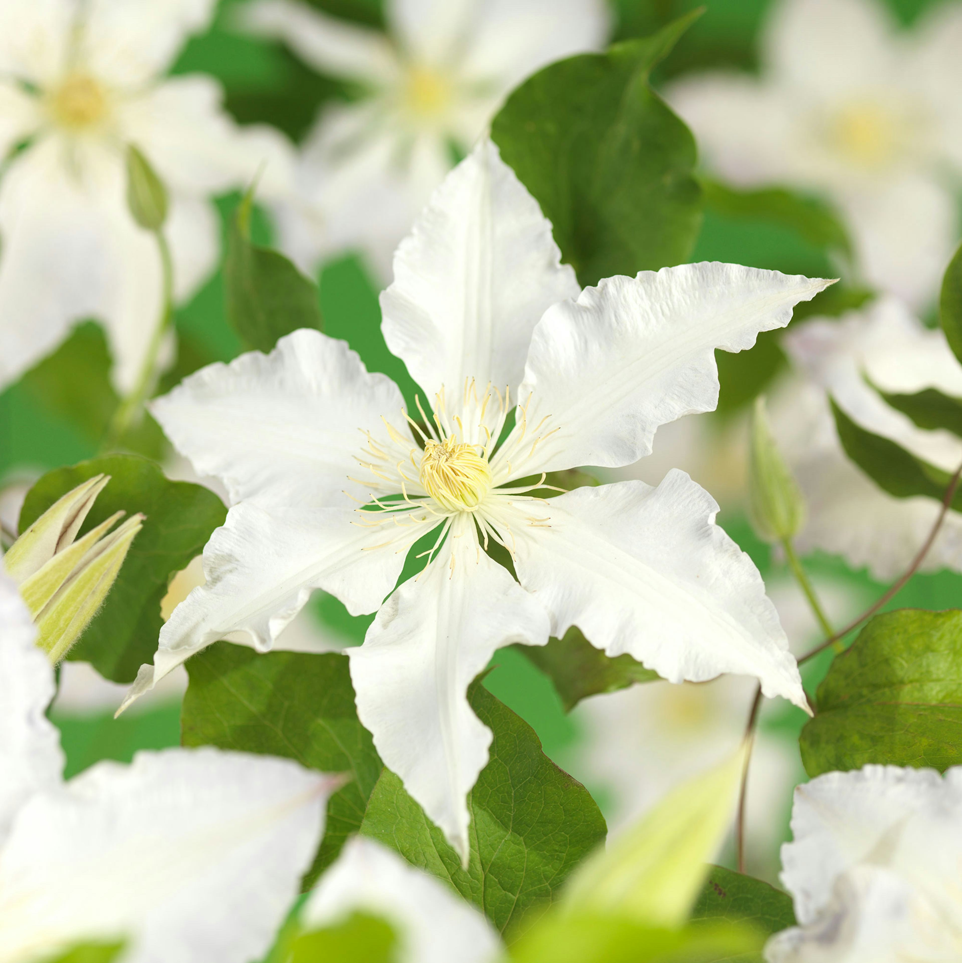 Klätterväxt Storblommig Klematis Omnia Garden Gladys Picard 40-60 cm