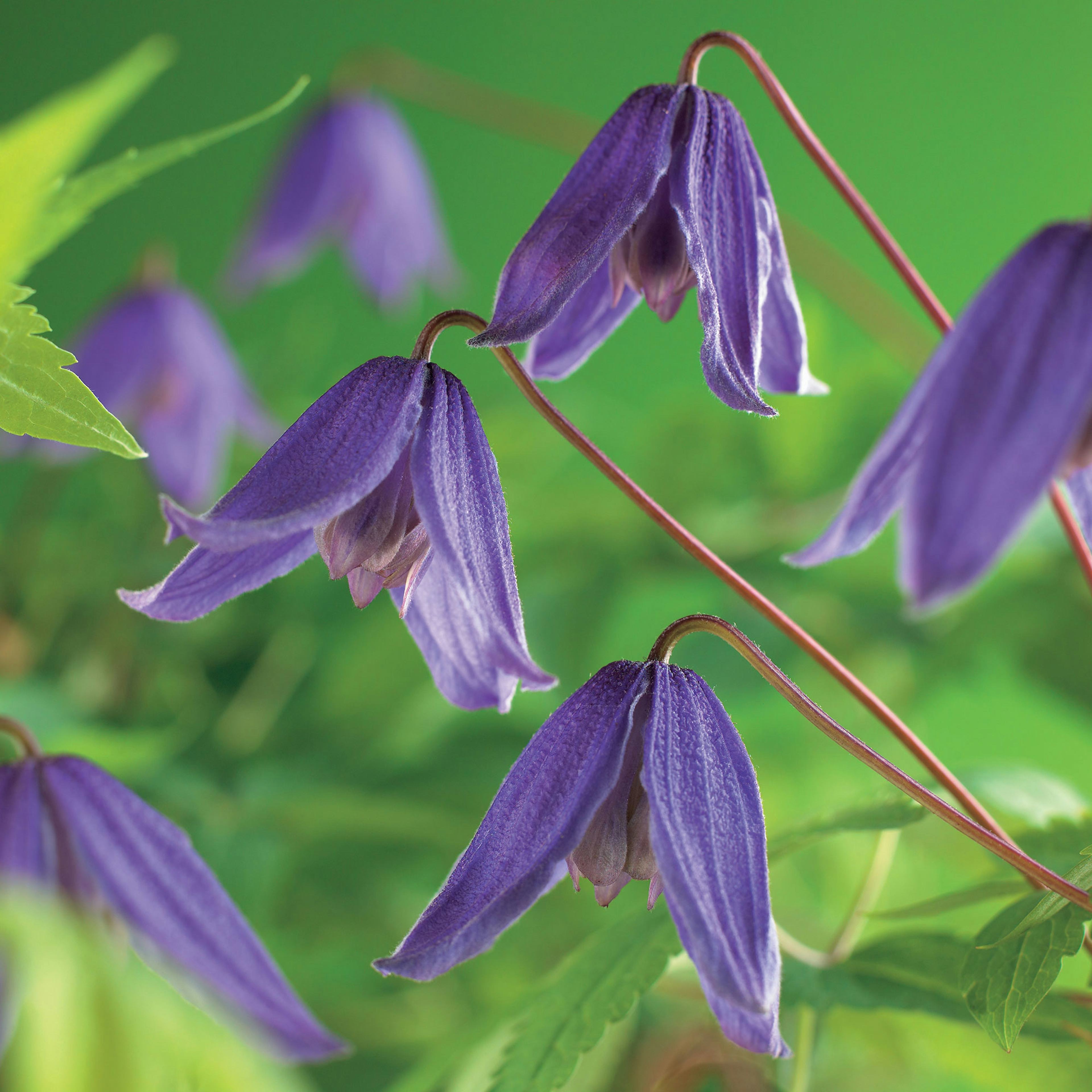 Klätterväxt Klematis Omnia Garden Helsingborg 40-60 cm