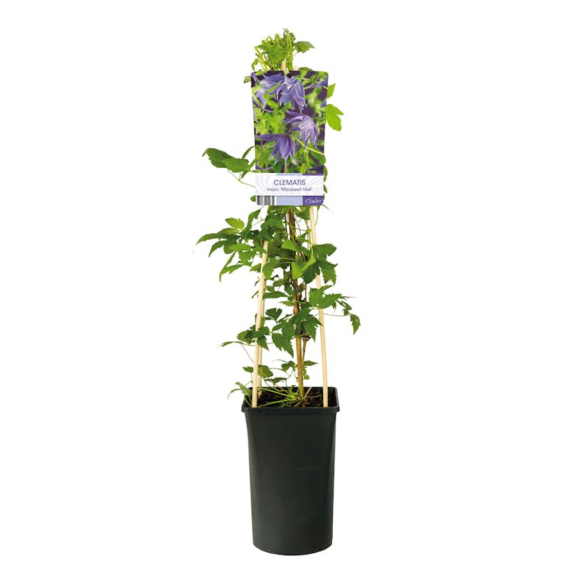 Klätterväxt Atragene Klematis Omnia Garden Maidwell Hall 40-60 cm