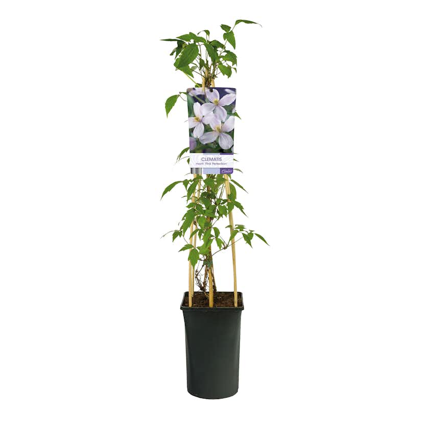 Klätterväxt Klematis Omnia Garden Pink Perfection 40-60 cm