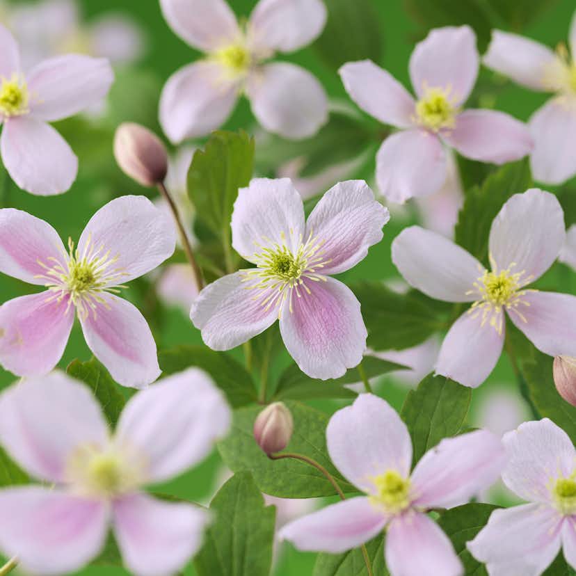 Klätterväxt Klematis Omnia Garden Pink Perfection 40-60 cm