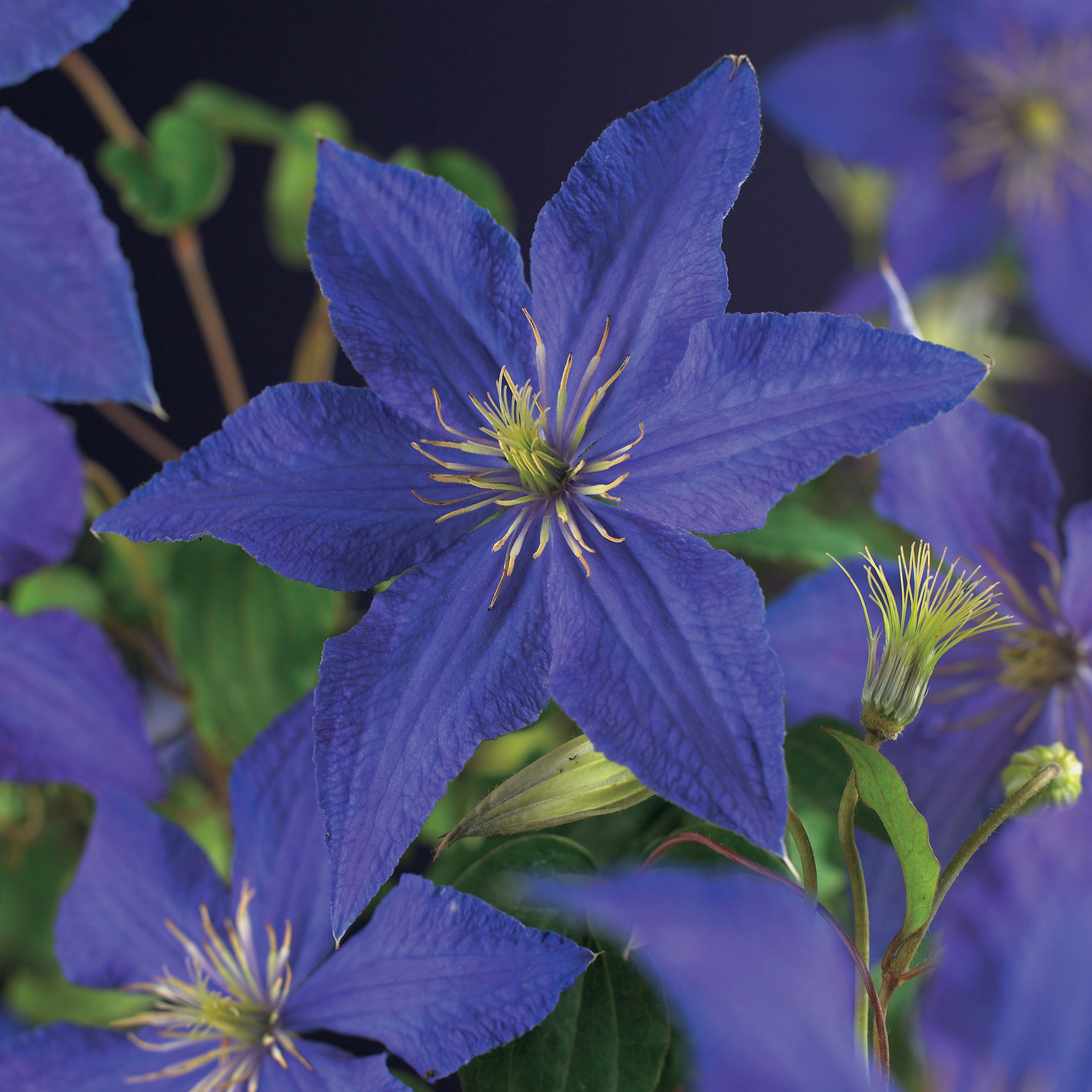 Klätterväxt Klematis Omnia Garden Rhapsody 40-60 cm