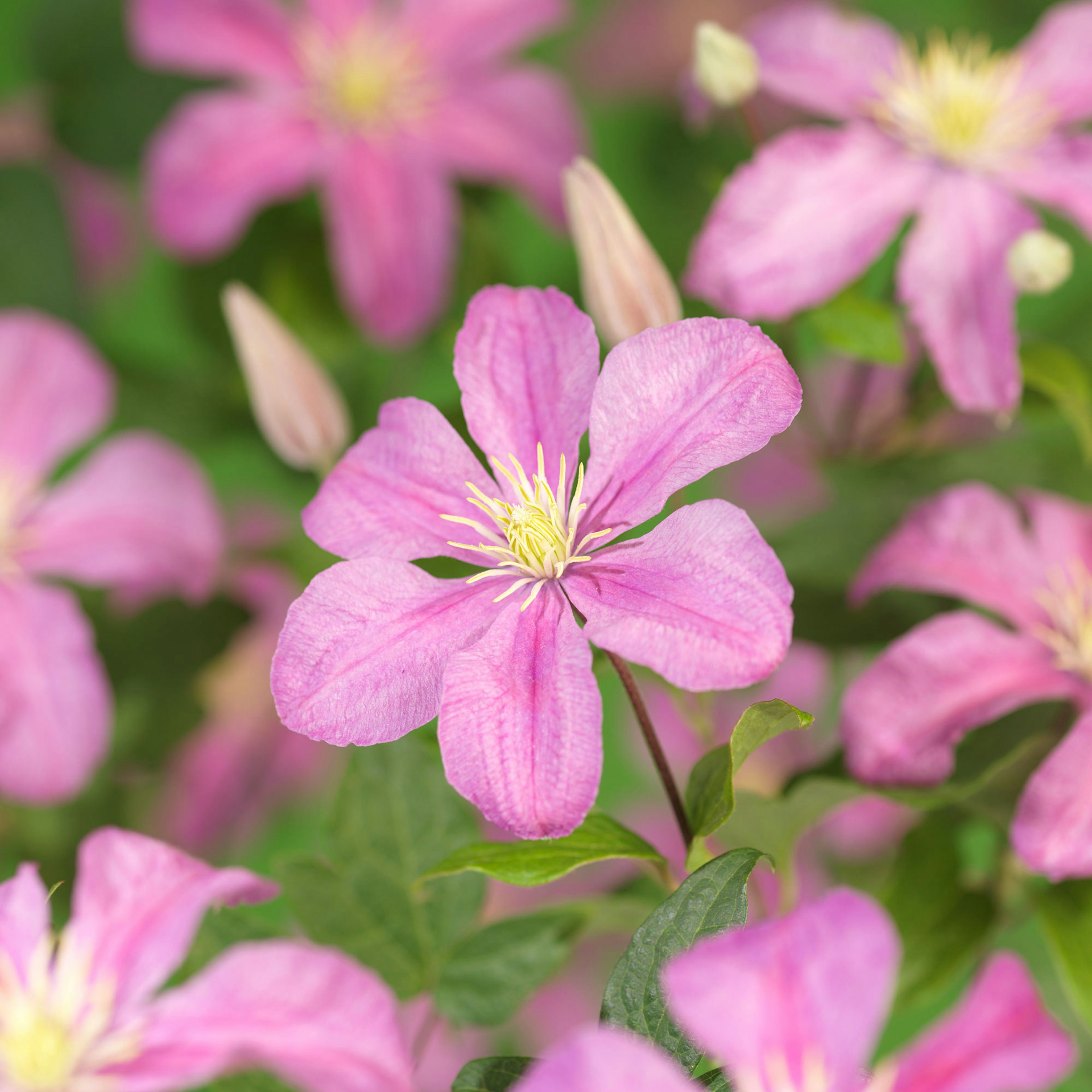 Klätterväxt Ljusrosa Jackmanii-Klematis Omnia Garden 40-60 cm