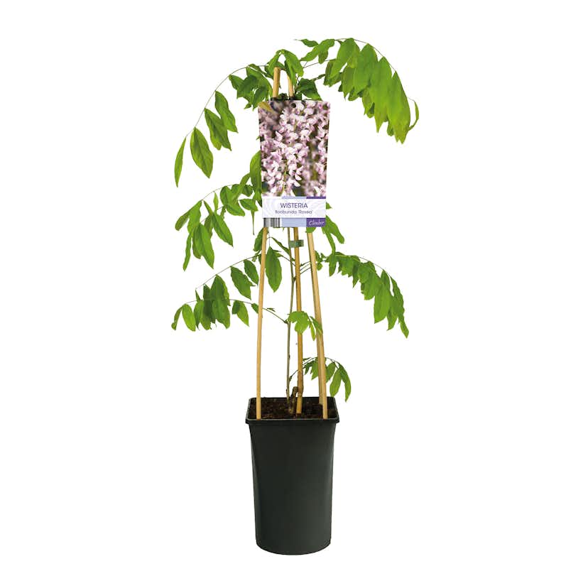 Klätterväxt Blåregn Omnia Garden Rosea 40-60 cm