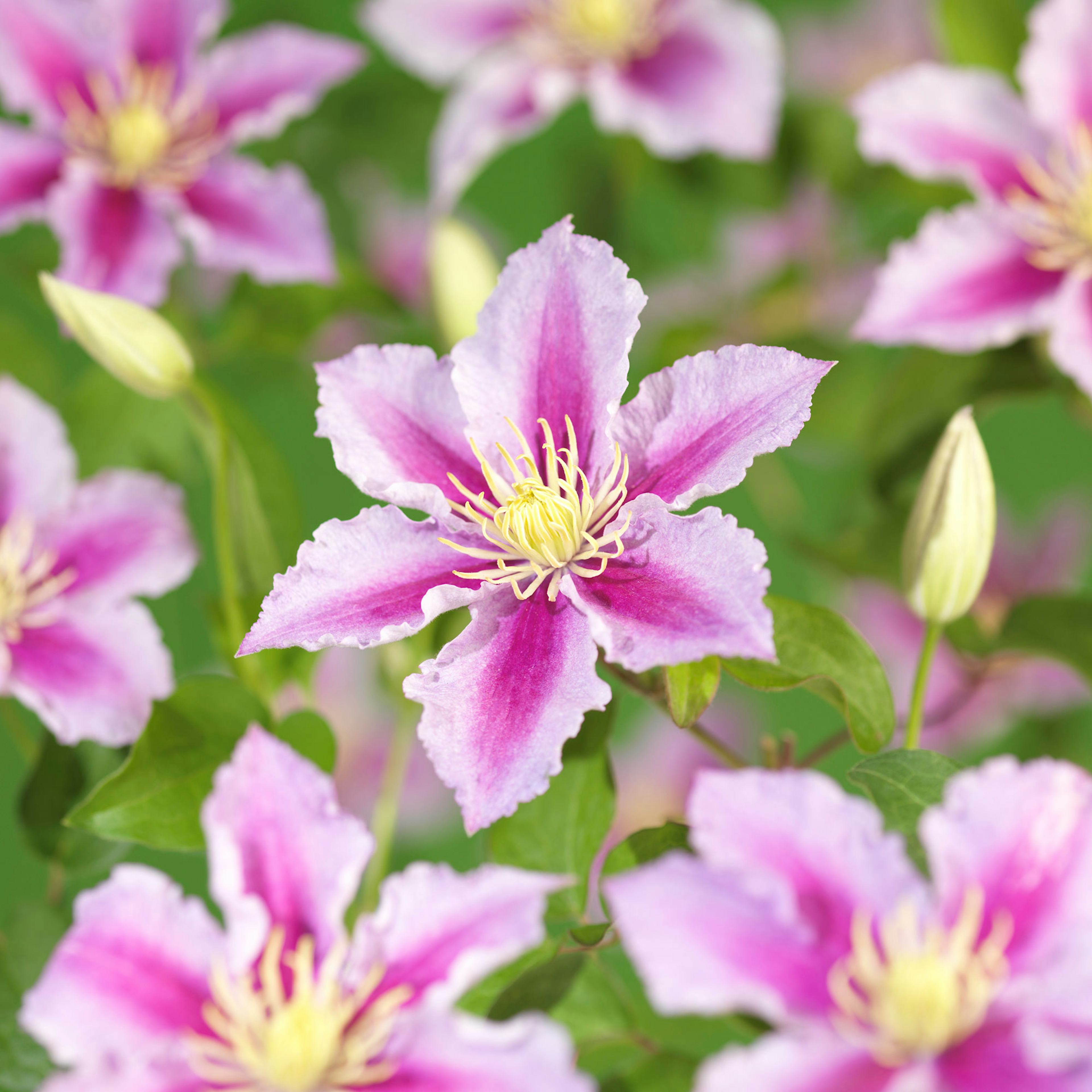 Klätterväxt Rosaröd Patens Klematis Omnia Garden 40-60 cm