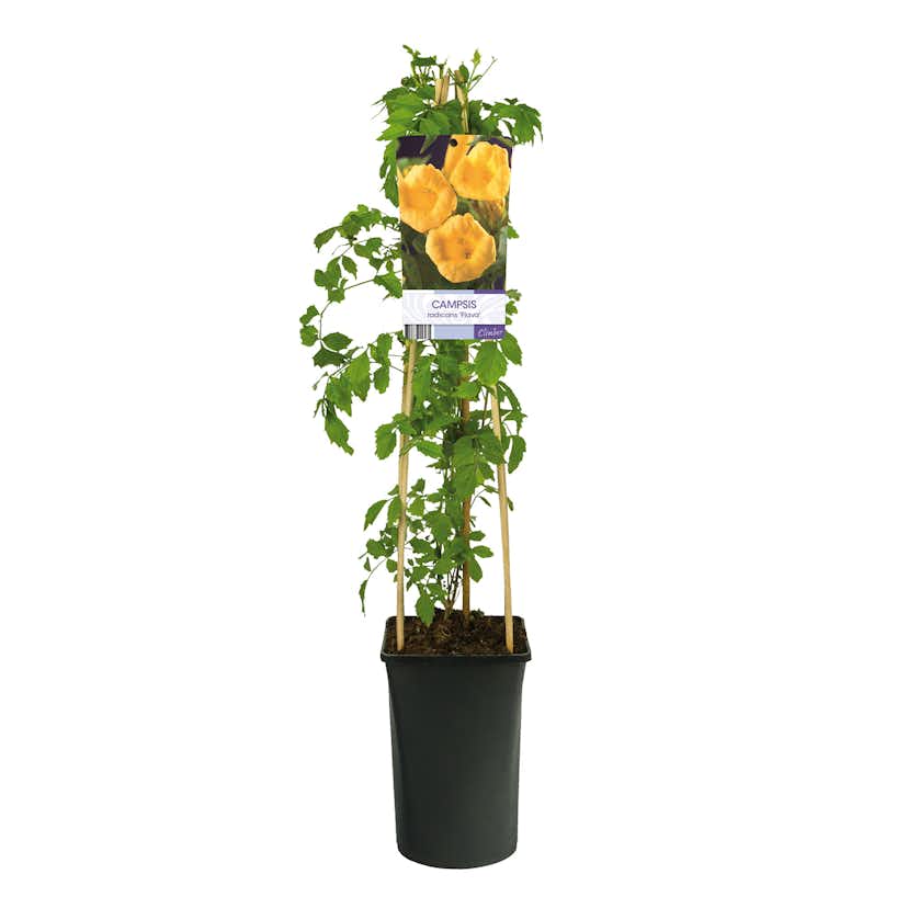 Klätterväxt Gulblommig Trumpetranka Omnia Garden 40-60 cm