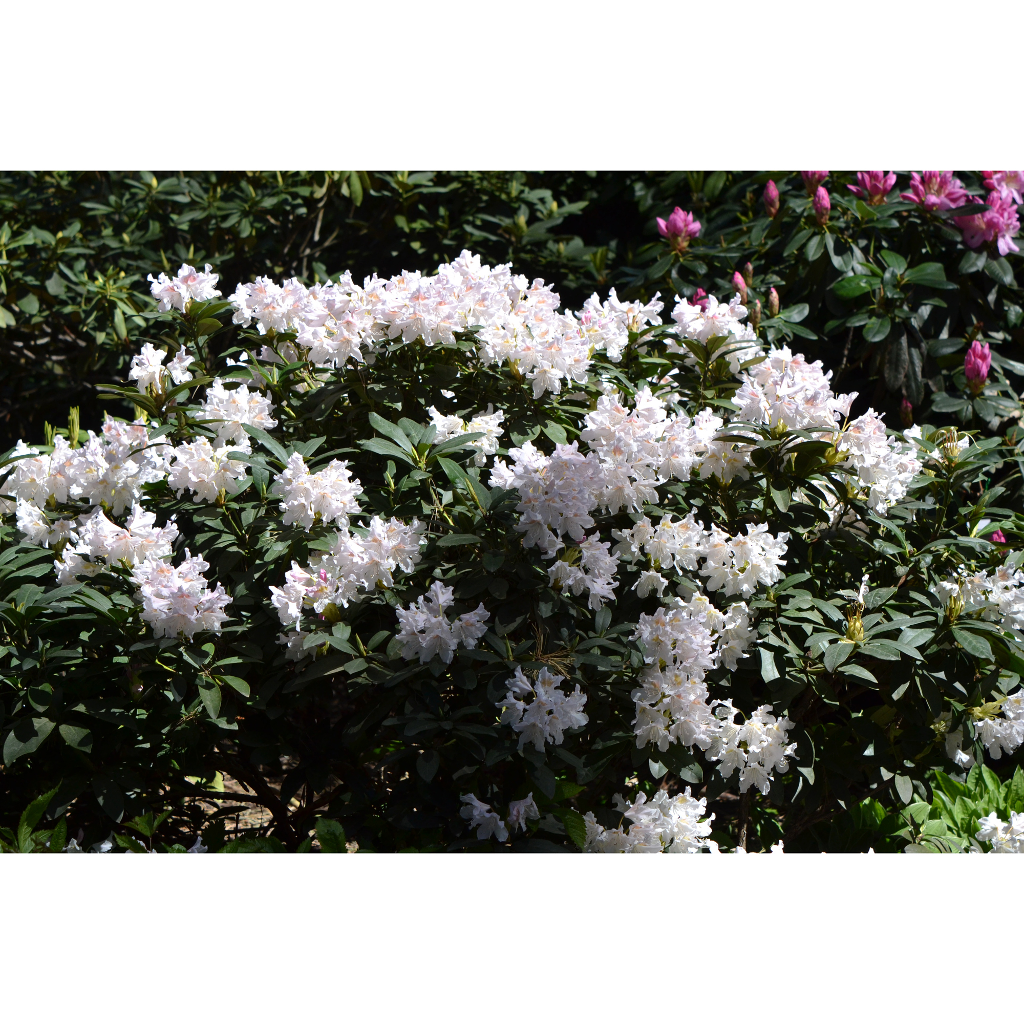 Rhododendron Omnia Garden Cunningham's White