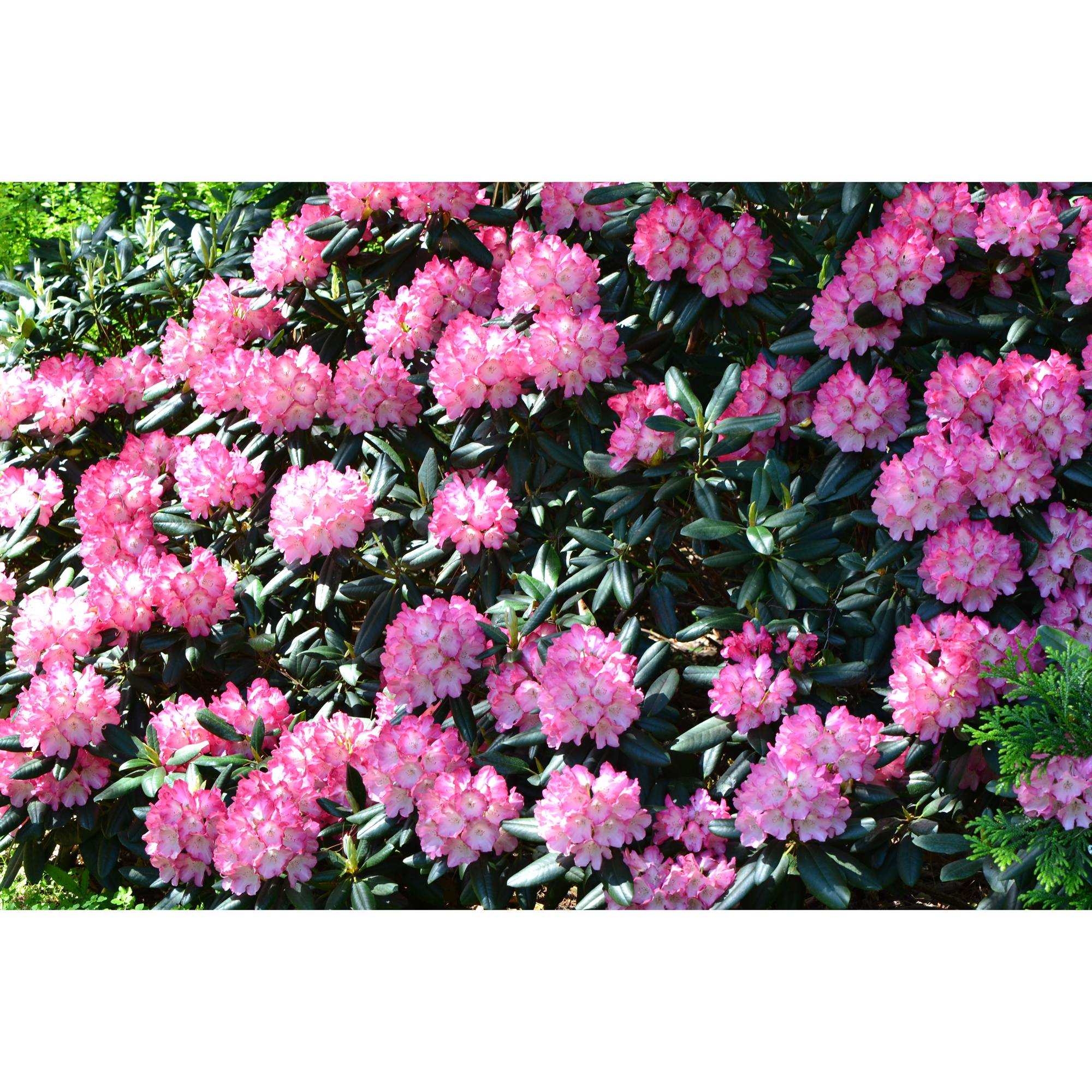Rhododendron Omnia Garden Fantastica 25-30 cm