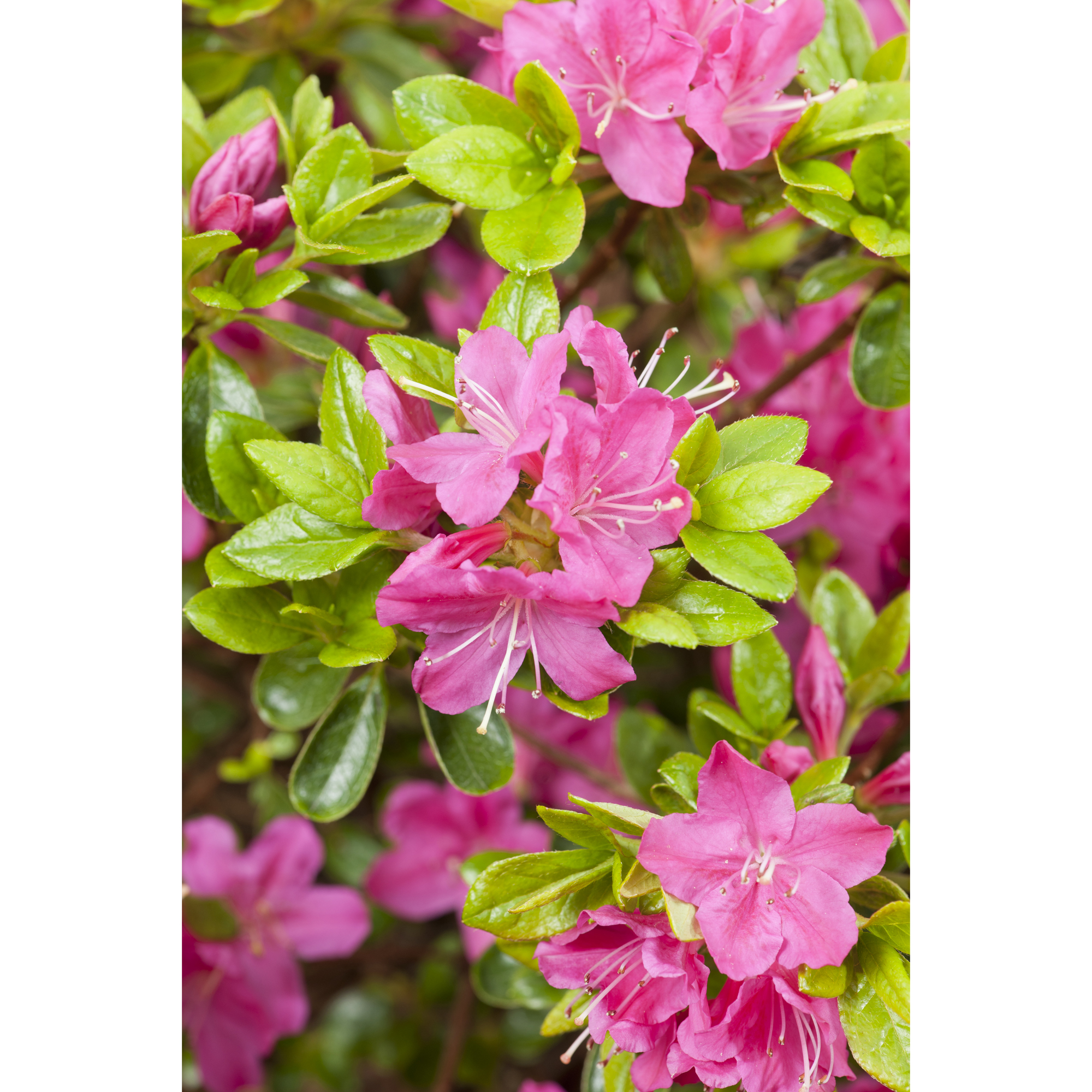 Rhododendron Azalea Omnia Garden Kermesina 20-25 cm