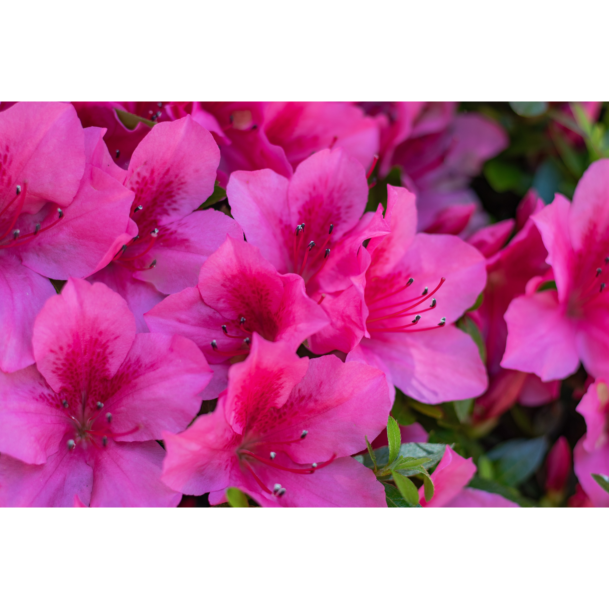 Rhododendron Azalea Omnia Garden Kermesina 20-25 cm