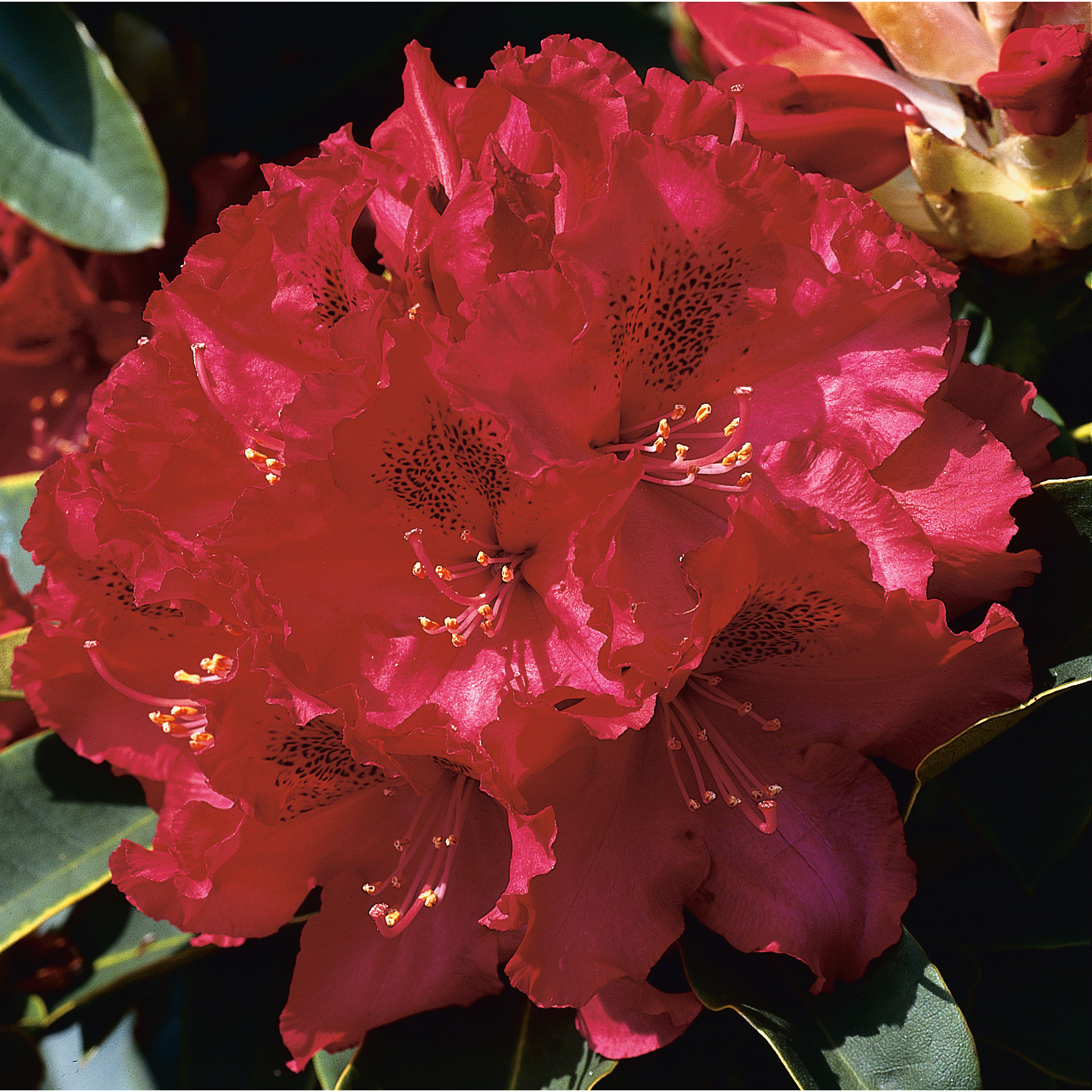 Rhododendron Omnia Garden Nova Zembla