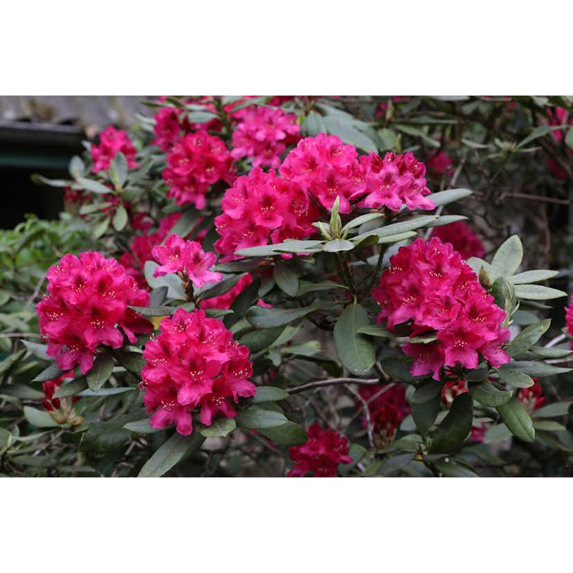 Rhododendron Omnia Garden Nova Zembla