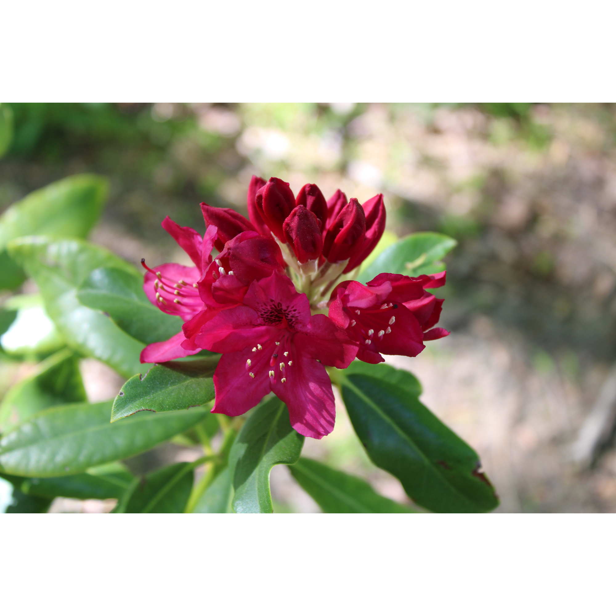 Rhododendron Omnia Garden Nova Zembla