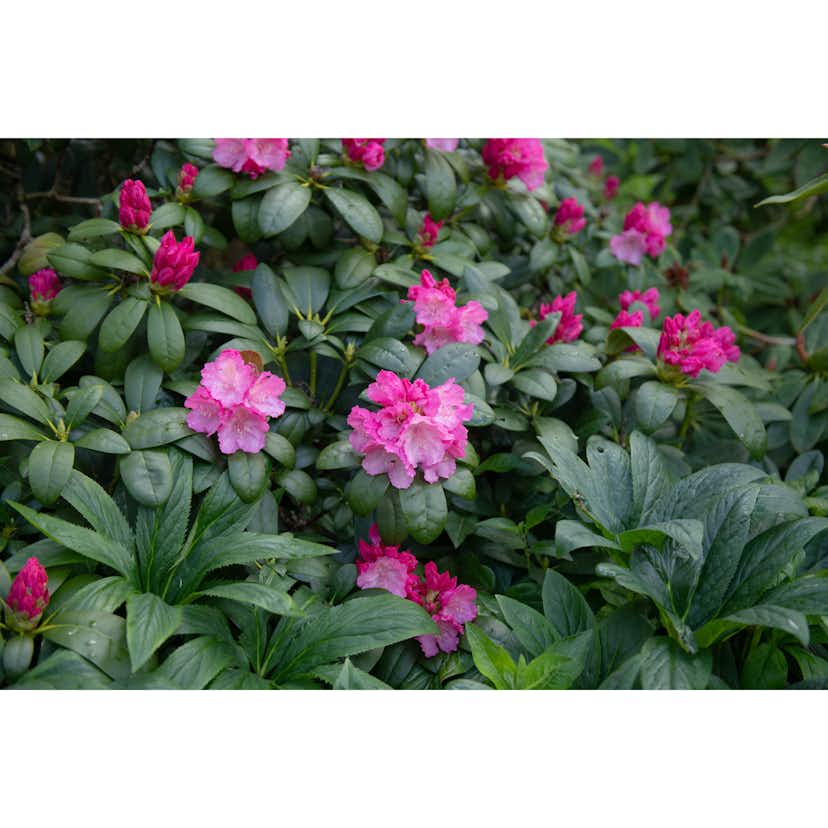 Rhododendron Omnia Garden Polaris 25-30 cm