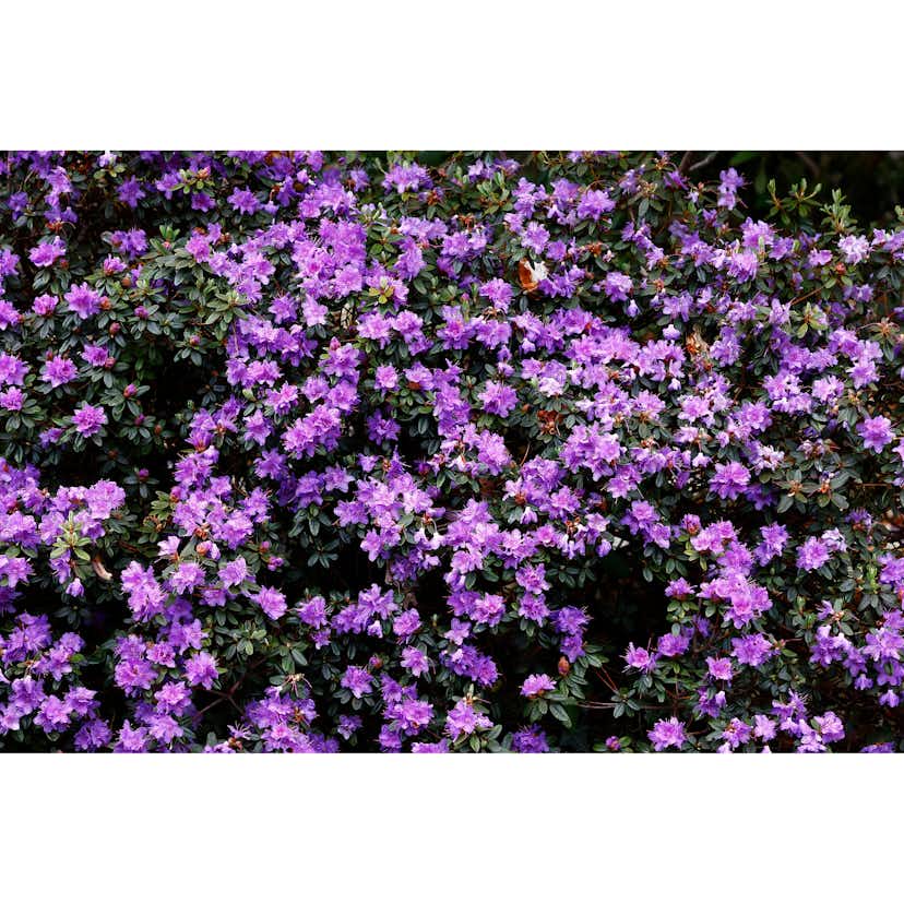 Rhododendron Tuvalpros Omnia Garden Ramapo 20-25 cm