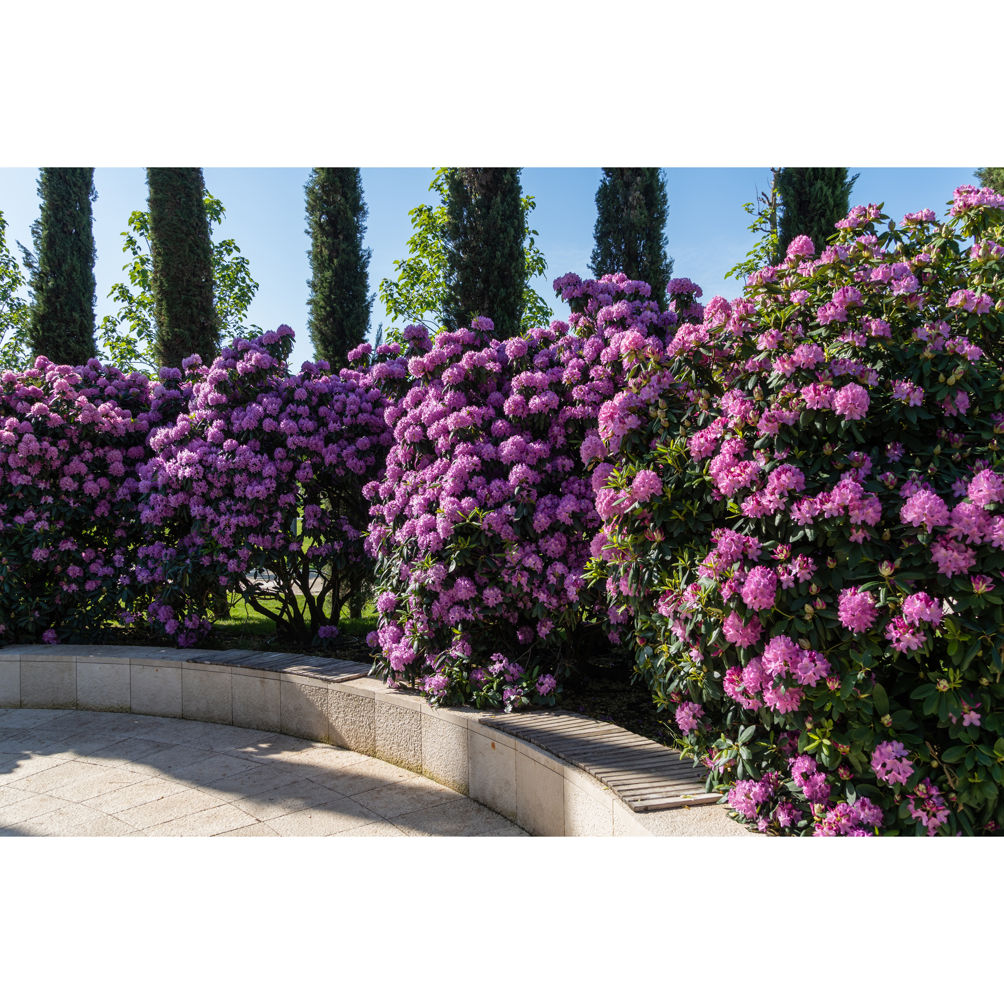 Rhododendron Omnia Garden Roseum Elegans