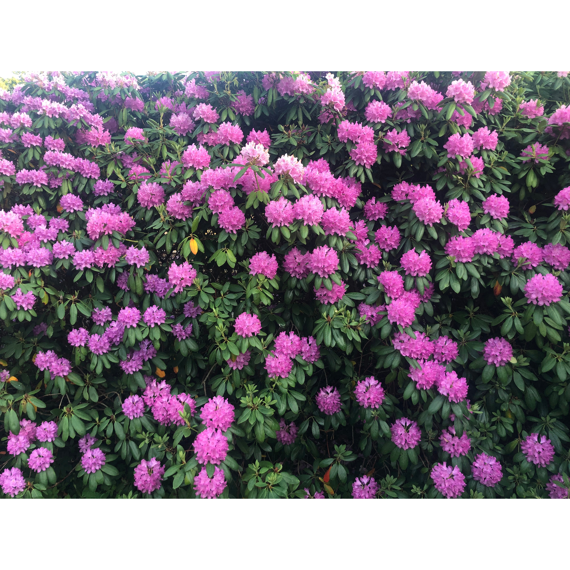 Rhododendron Omnia Garden Roseum Elegans