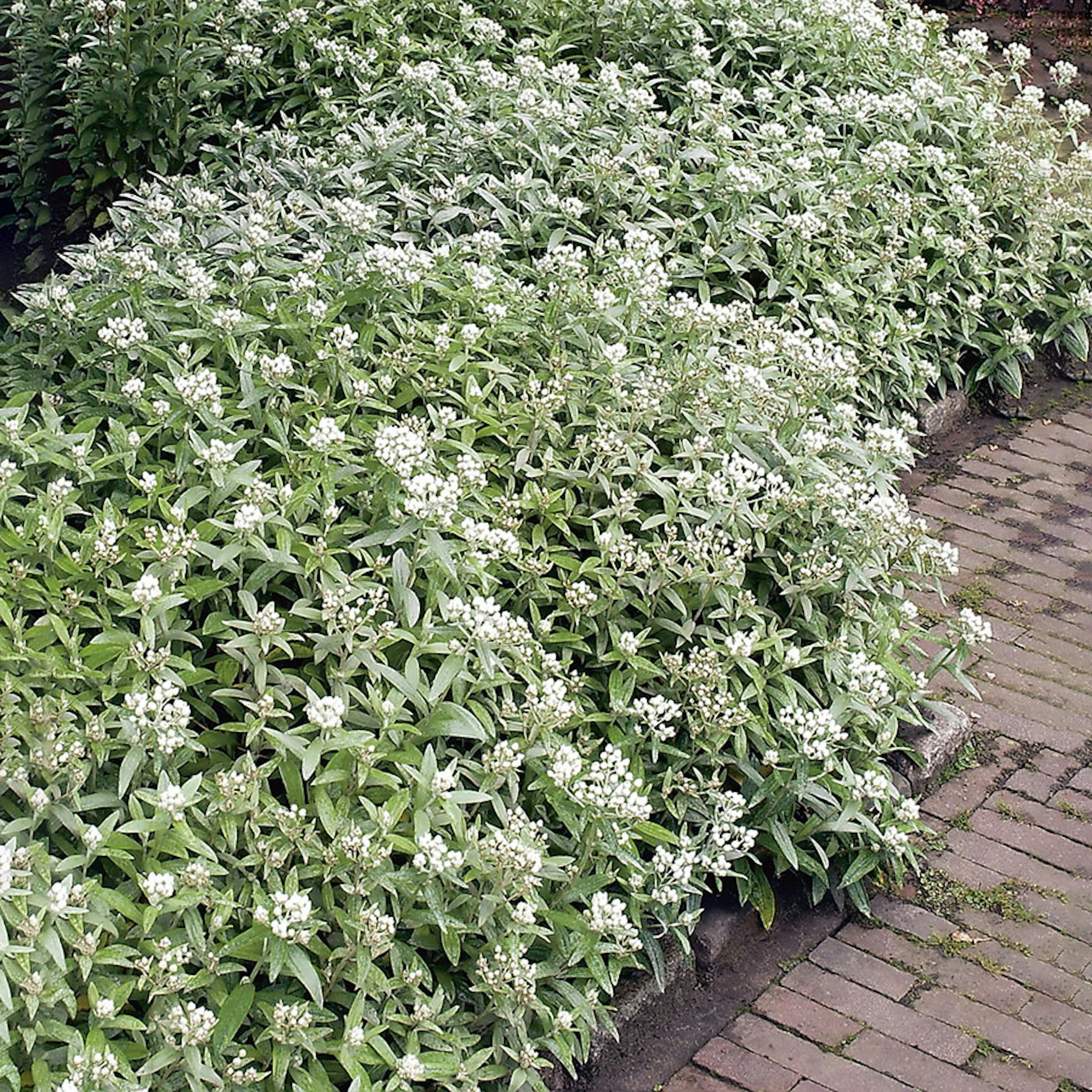 Planta Omnia Garden Ulleternell