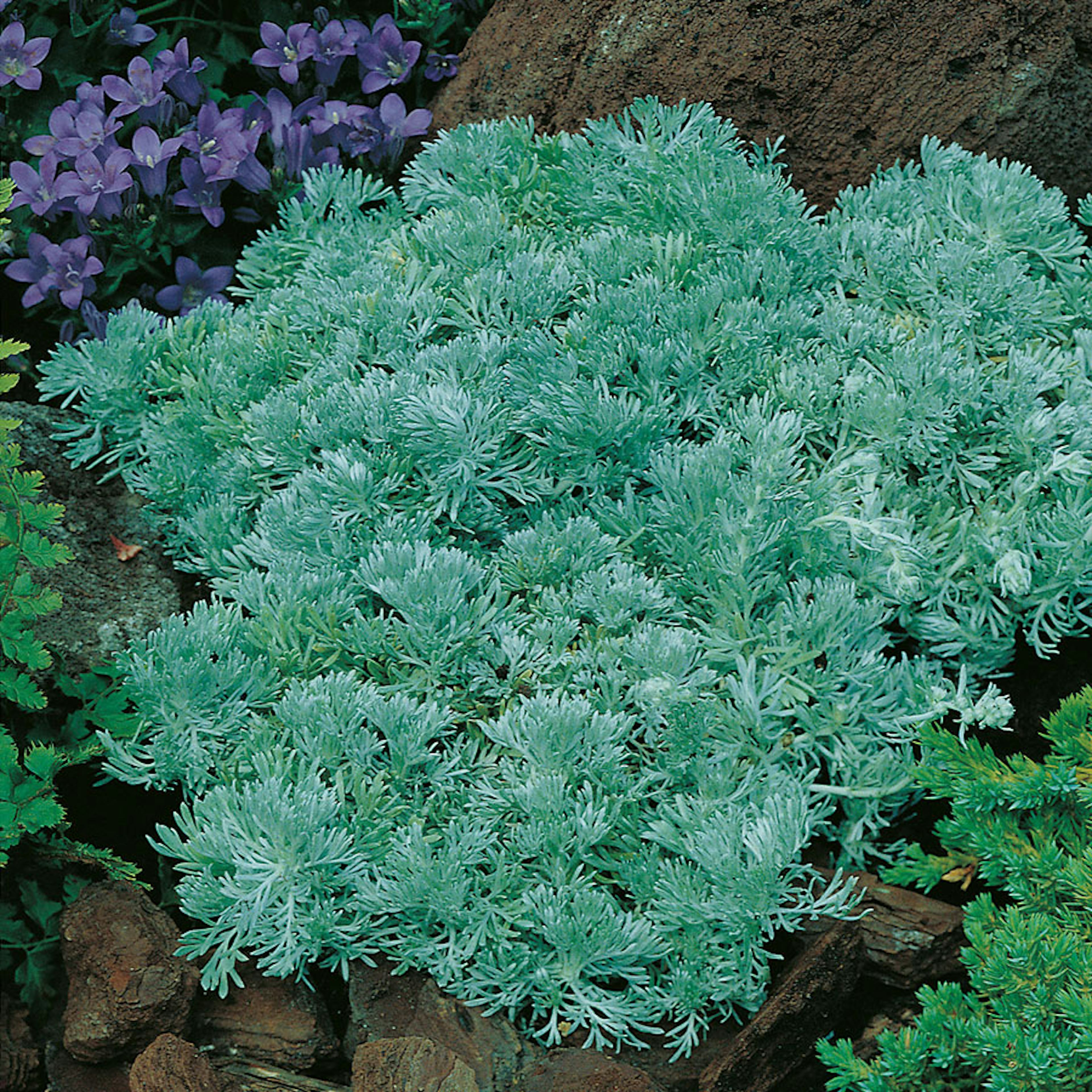 Planta Omnia Garden Krypmalört