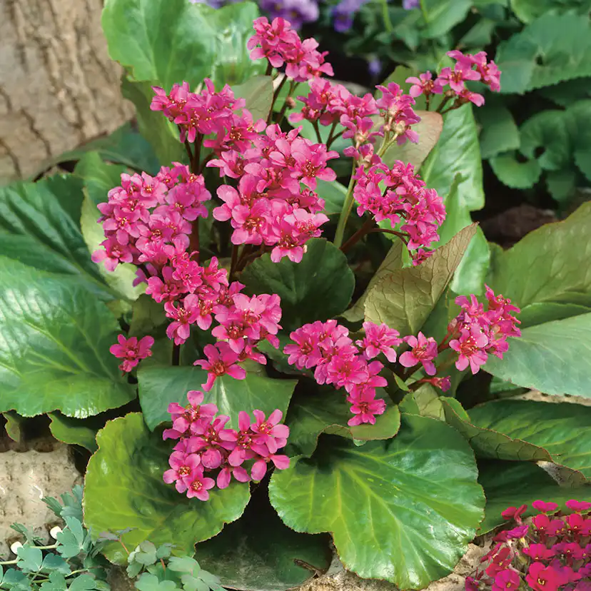 Planta Omnia Garden Hjärtbergenia Rotblum