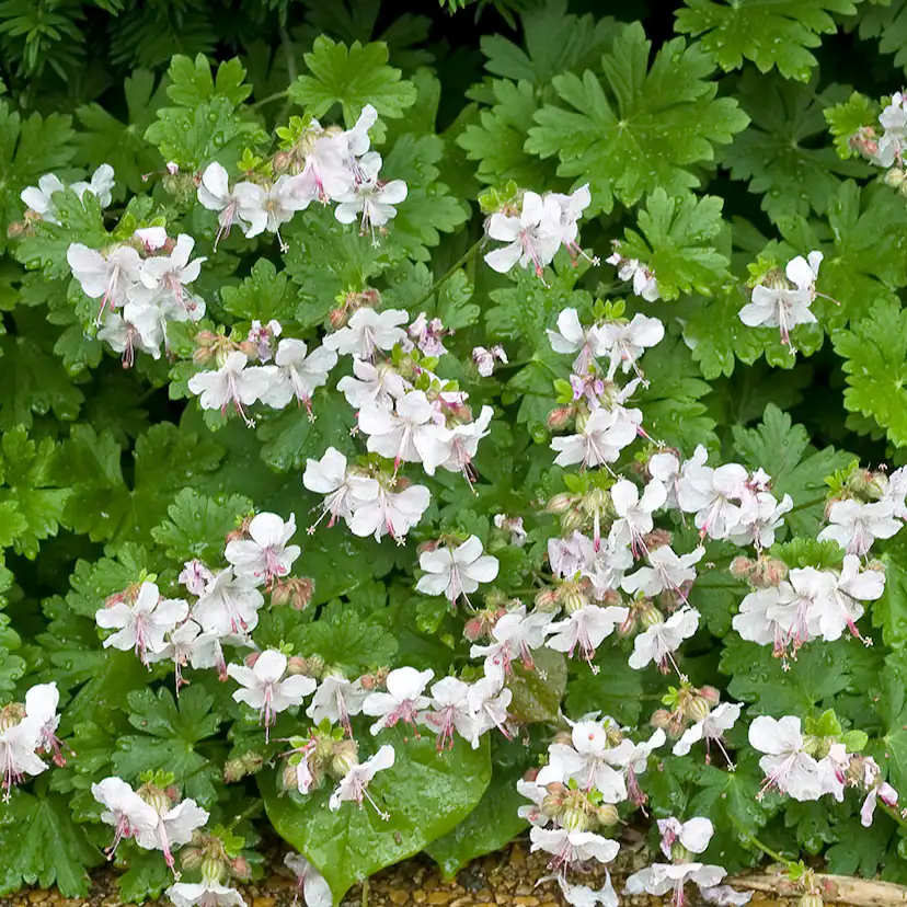 Planta Omnia Garden Liten Flocknäva Biokovo
