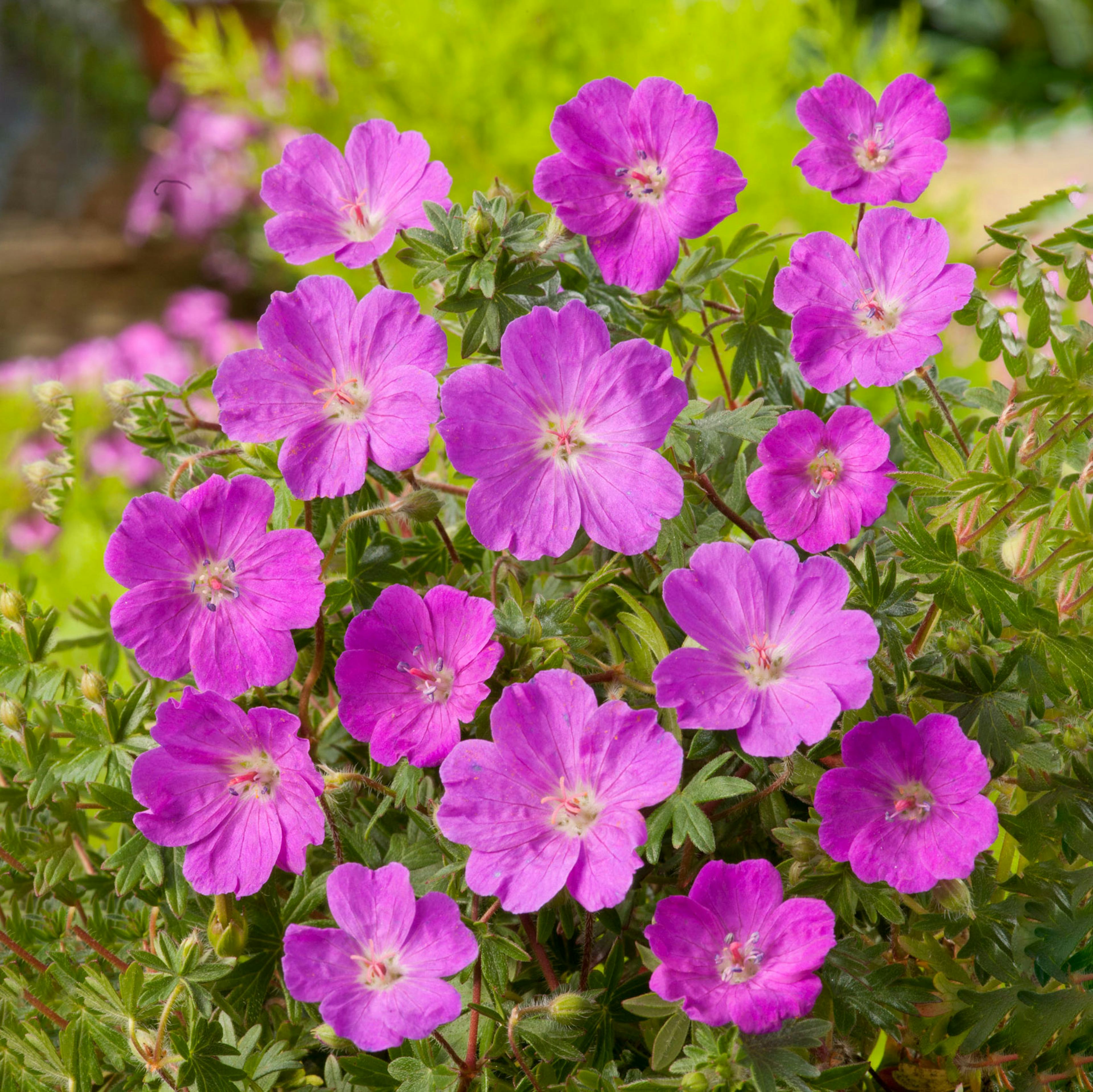 Planta Omnia Garden Blodnäva Max Frei