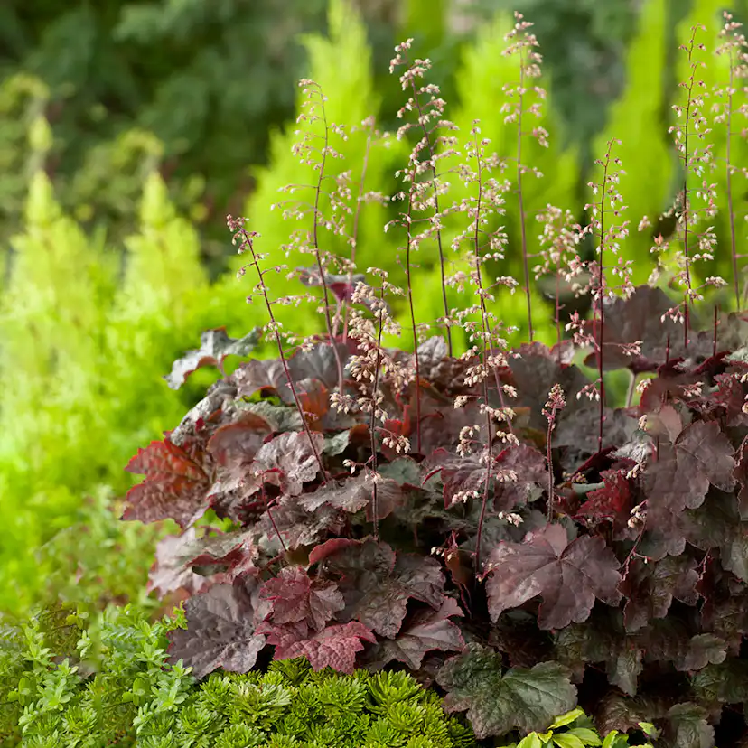 Planta Omnia Garden Lönnalunrot Palace Purple