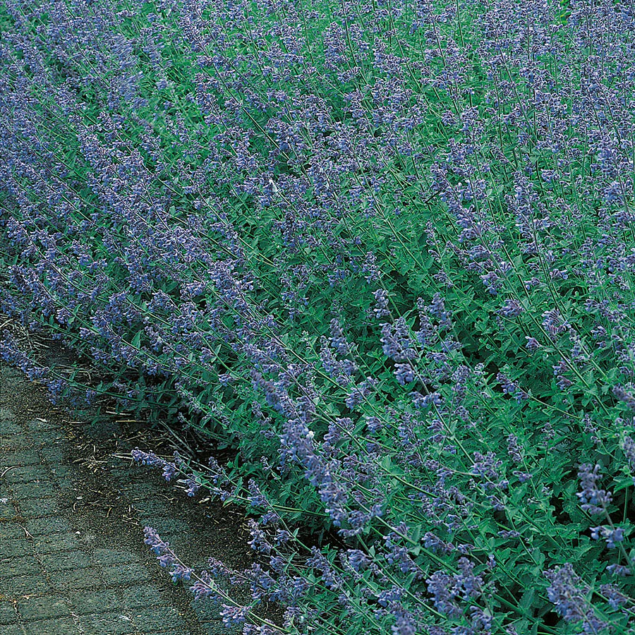 Planta Omnia Garden Kantnepeta Six Hills Giant