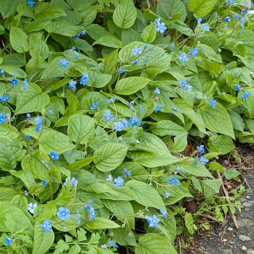 Planta Omnia Garden Ormöga