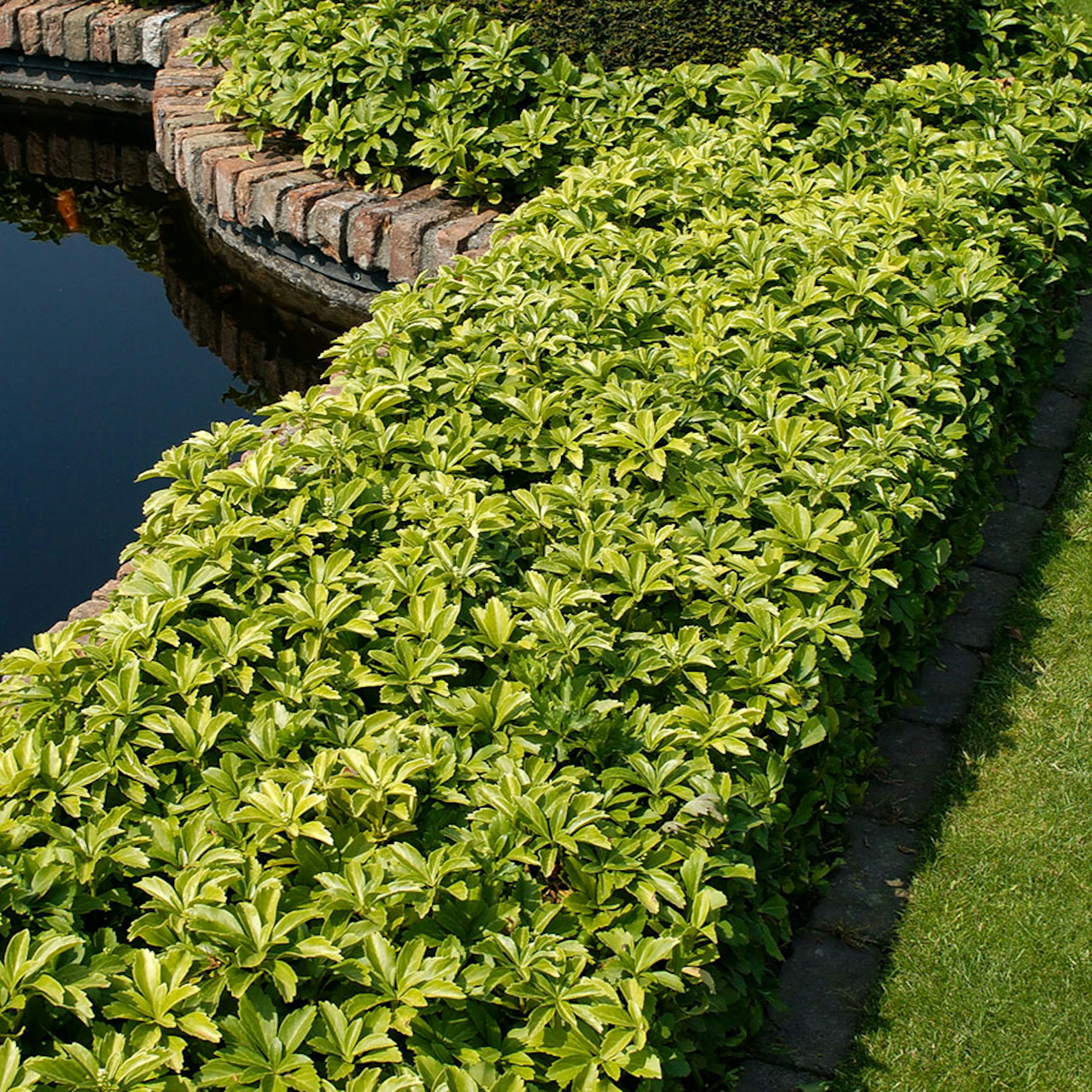 Planta Omnia Garden Skuggröna Green Carpet