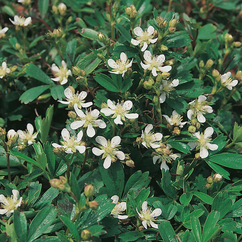 Planta Omnia Garden Tretandsfingerört Nuuk