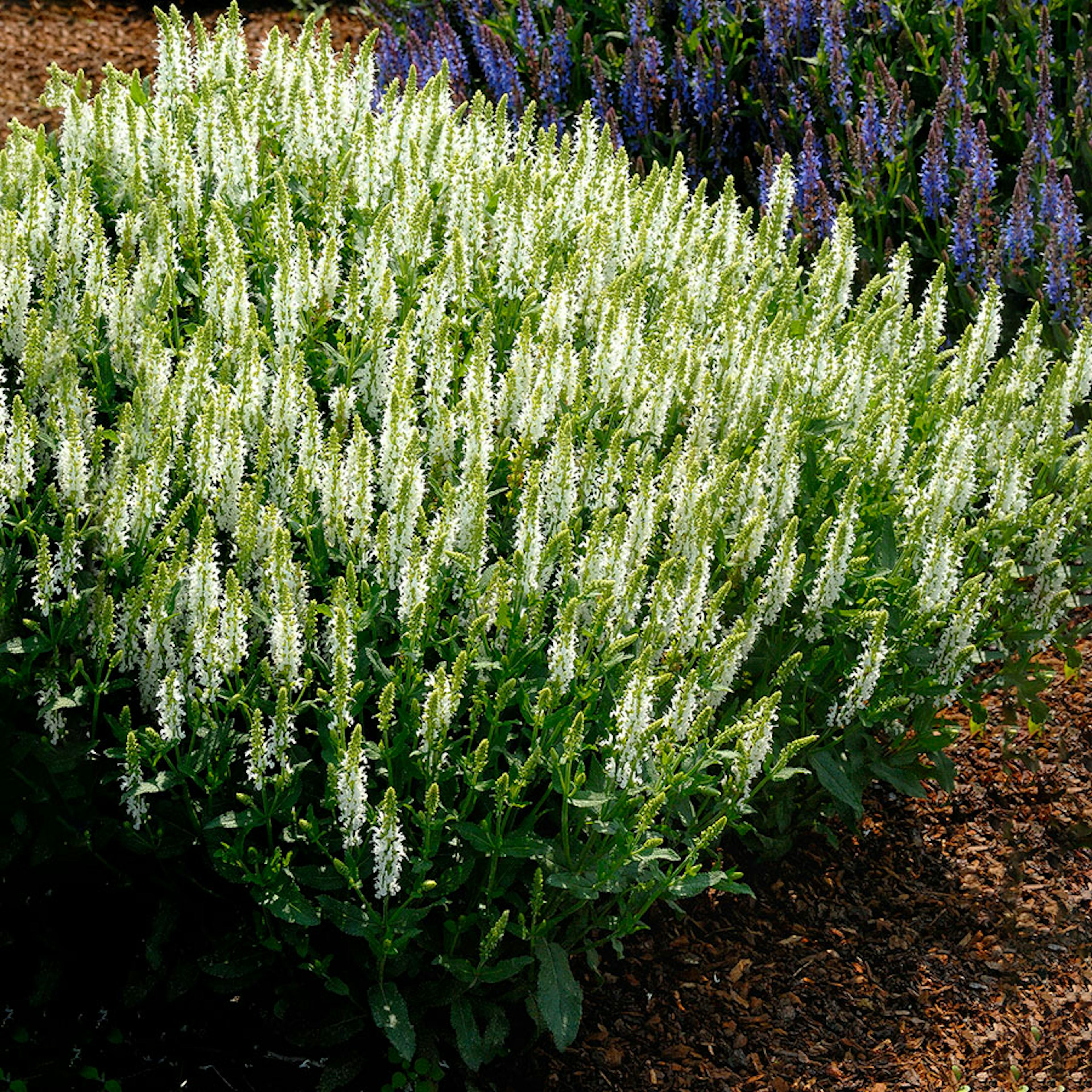 Planta Omnia Garden Stäppsalvia Schneehügel