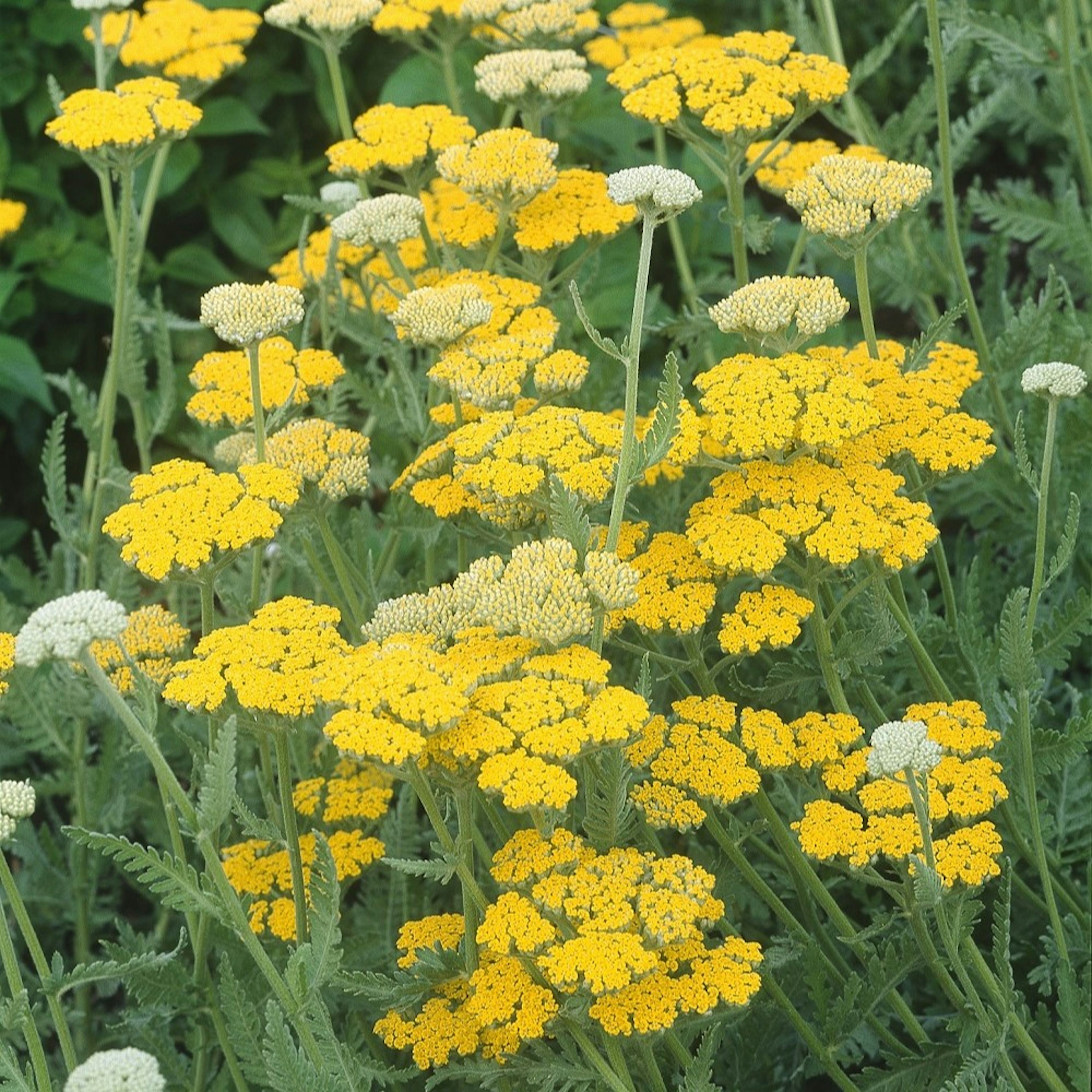 Planta Omnia Garden Gyllenrölleka 'Coronation Gold