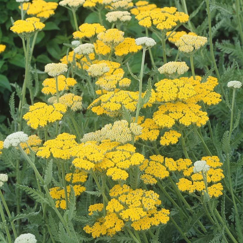 Planta Omnia Garden Gyllenrölleka 'Coronation Gold