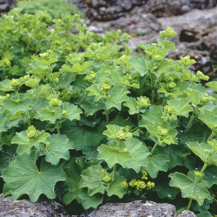 Planta Omnia Garden Liten praktdaggkåpa