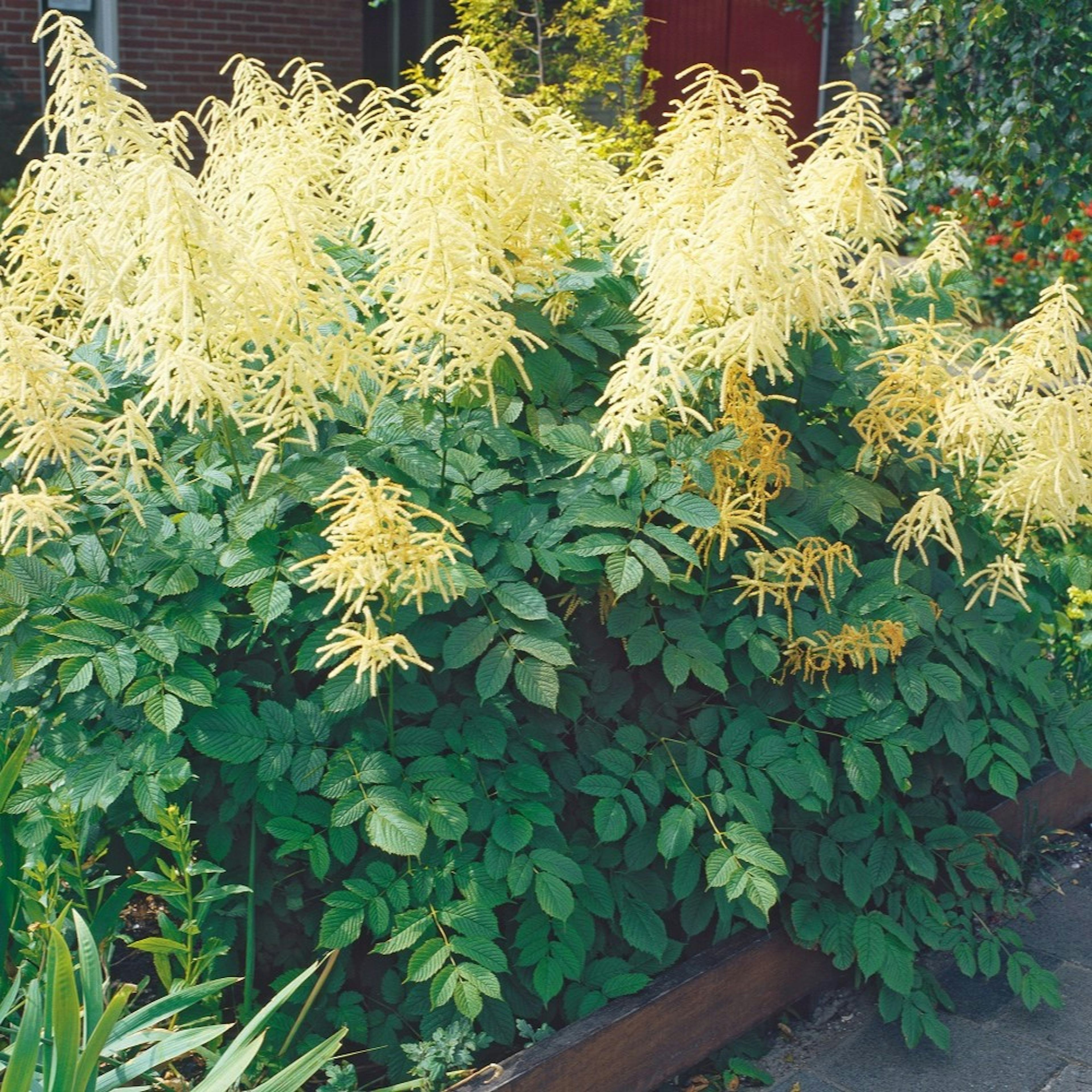 Planta Omnia Garden Plymspirea