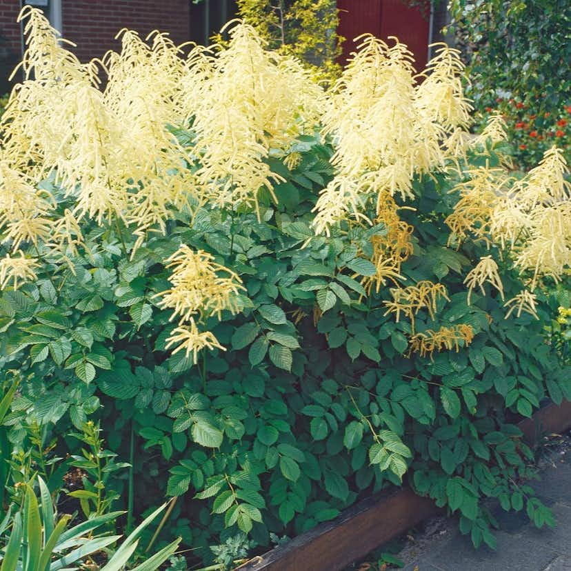 Planta Omnia Garden Plymspirea